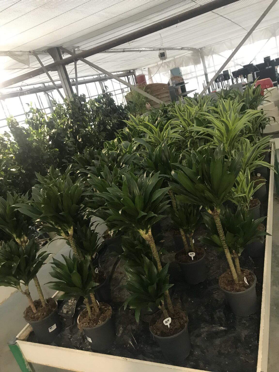 Plantes d'intérieur