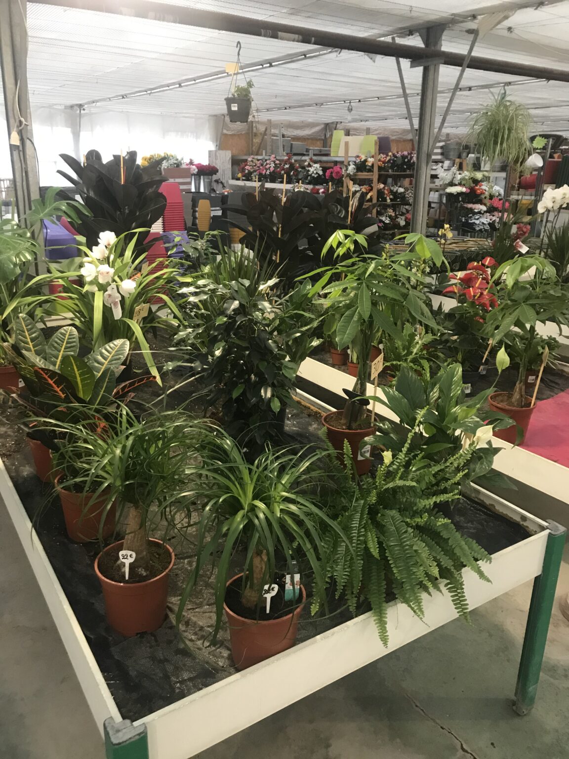 Plantes d'intérieur
