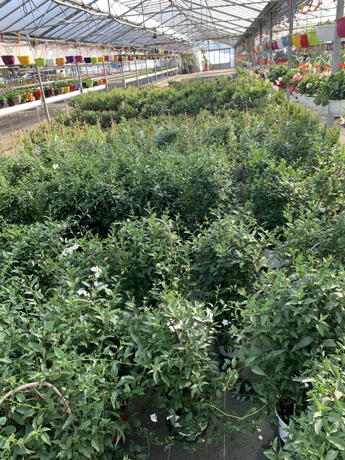 Solanum