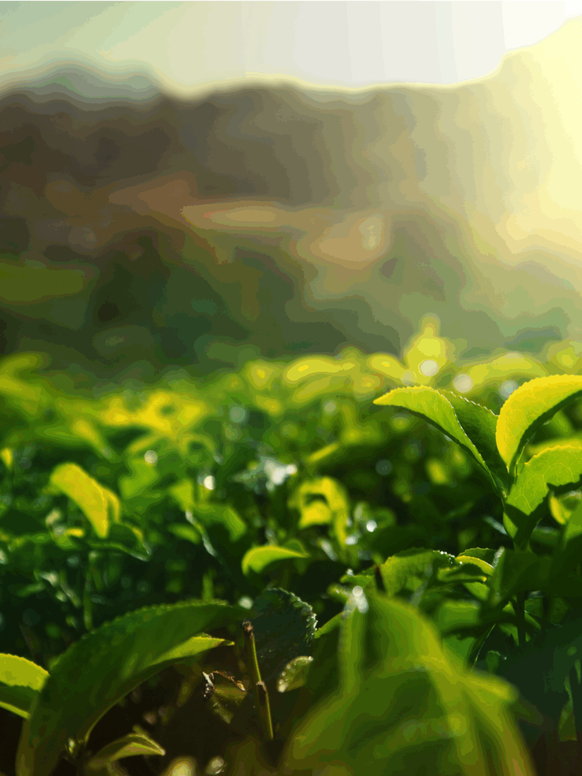 Aromatiques