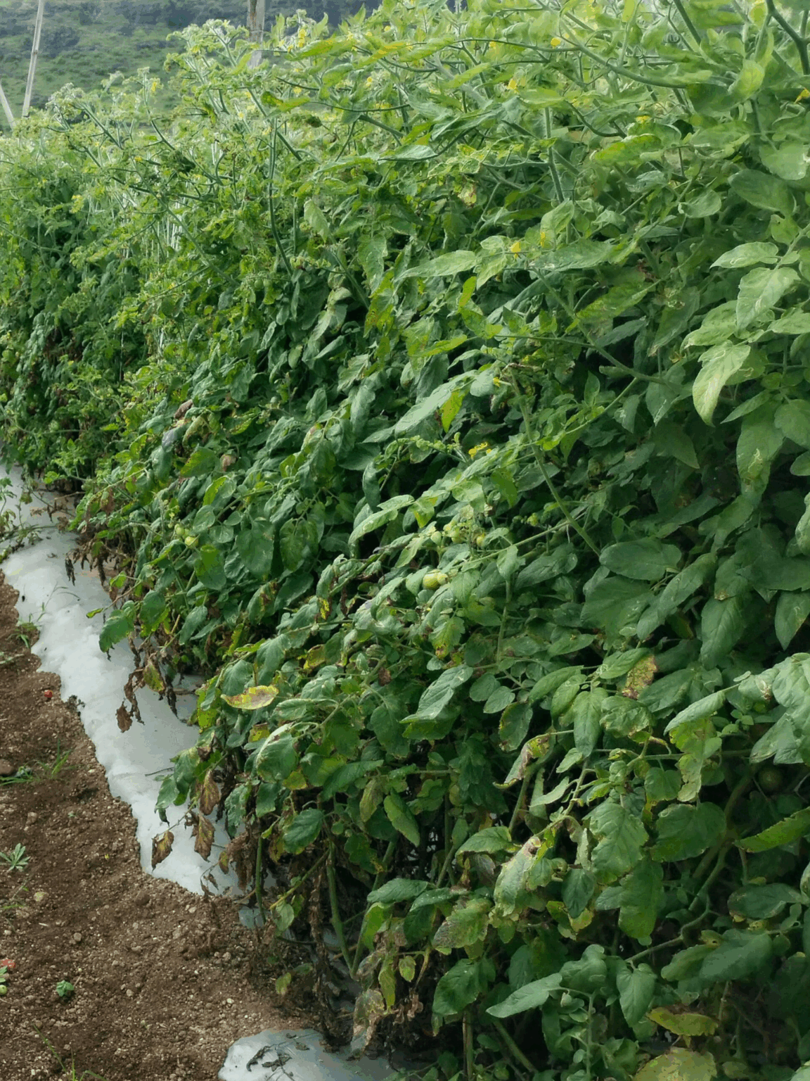 Légumes d'été