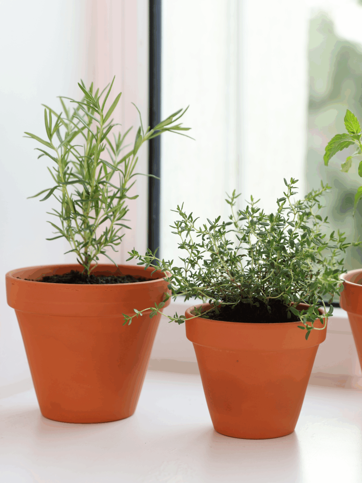 Aromatiques
