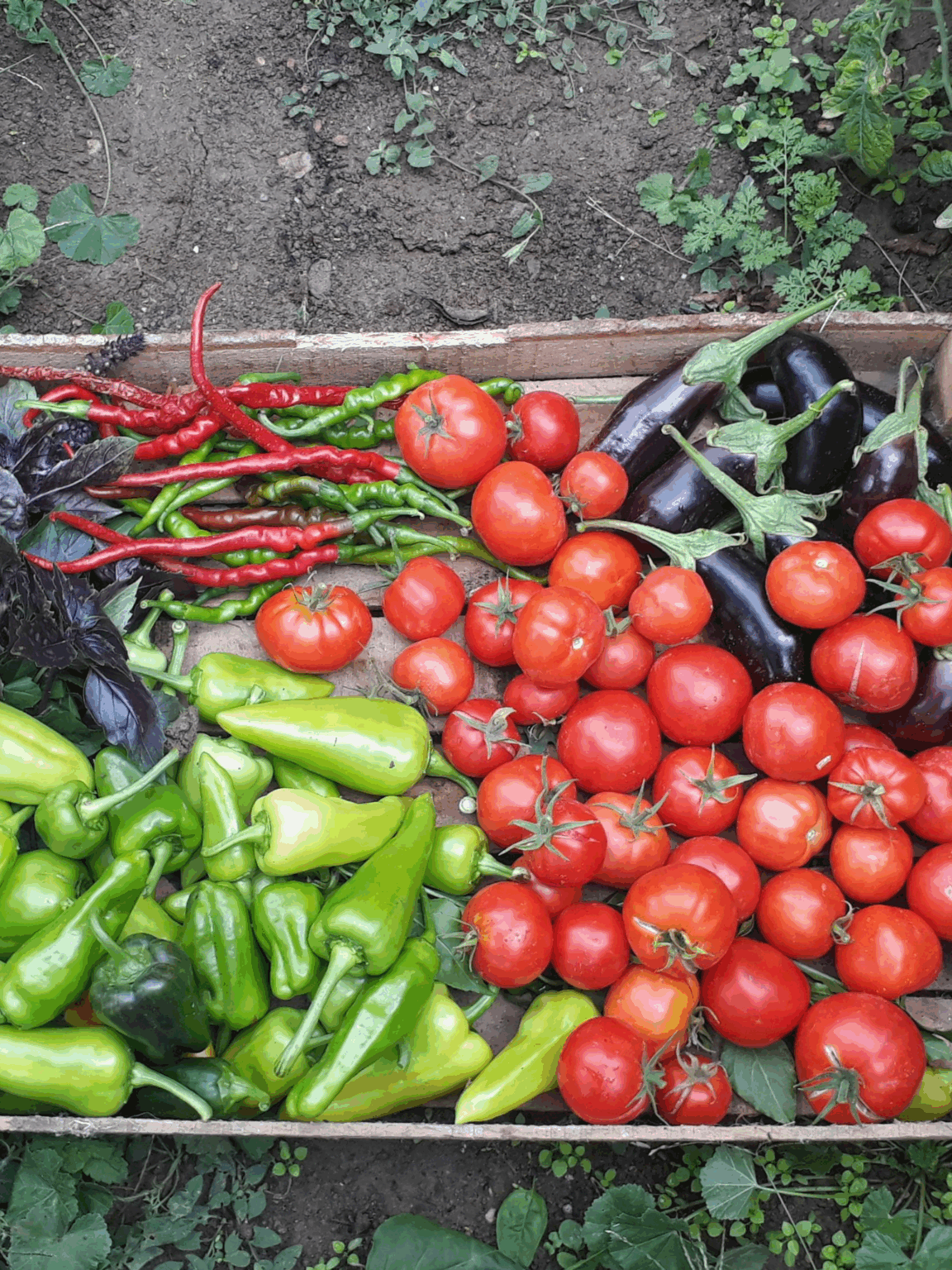 Légumes d'été