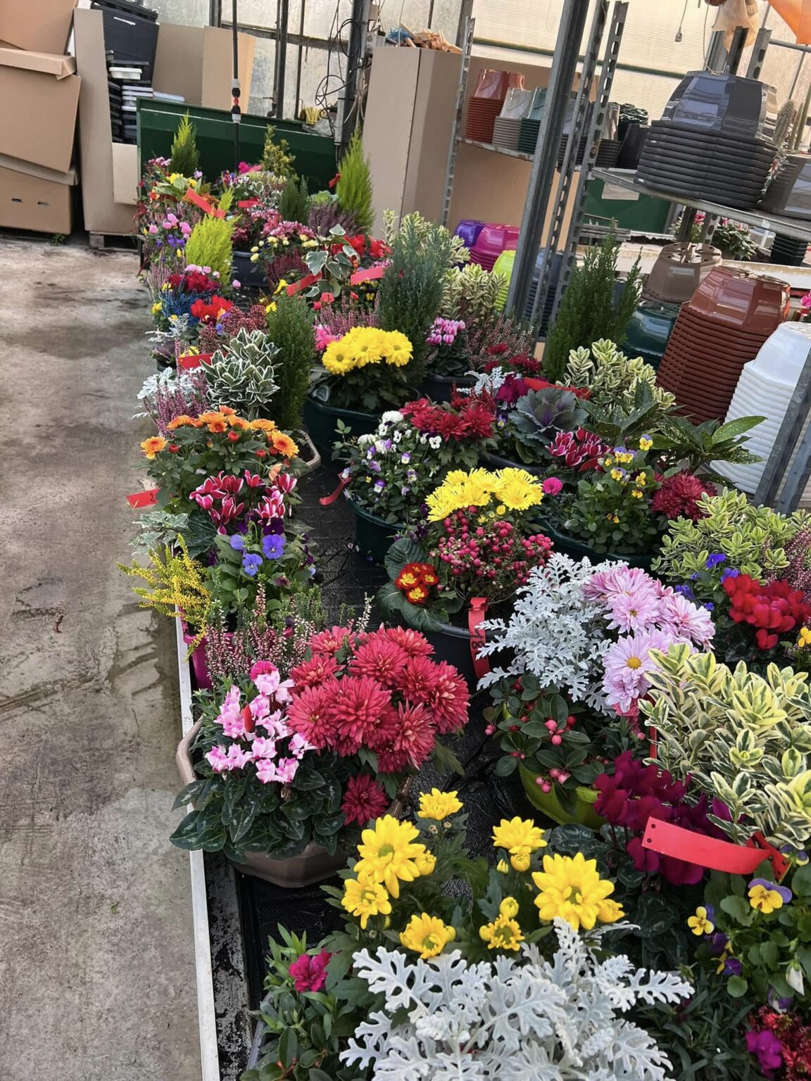 Choix de Chrysanthèmes