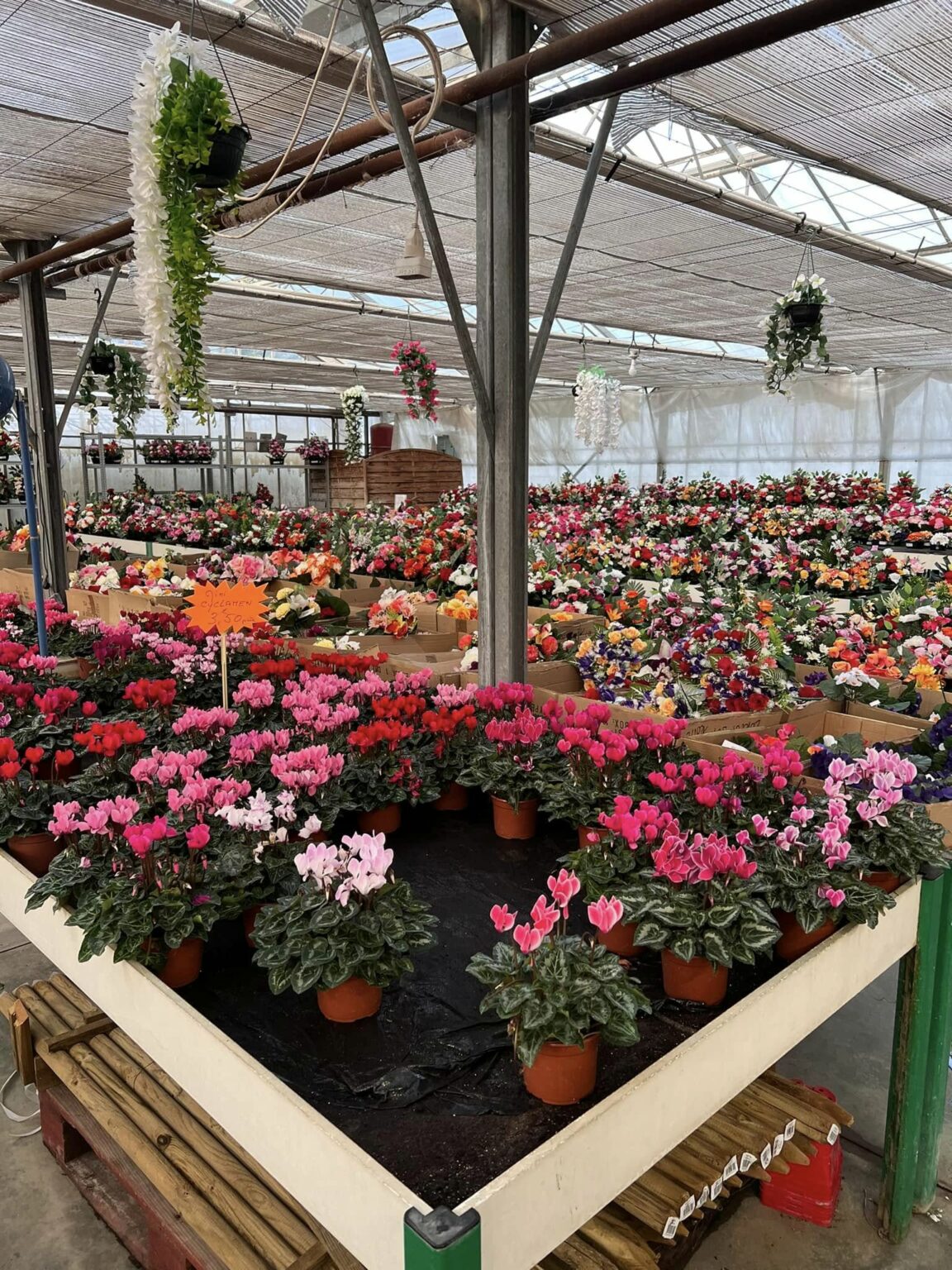 Choix de Chrysanthèmes