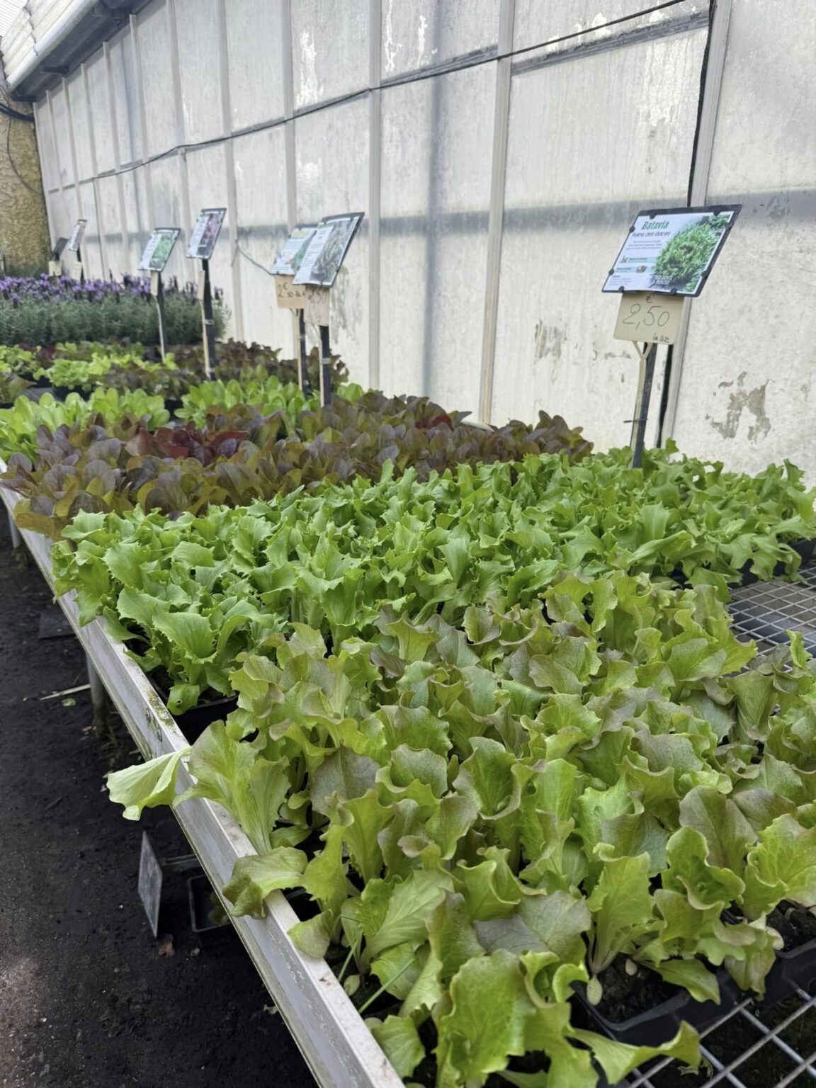 Salades