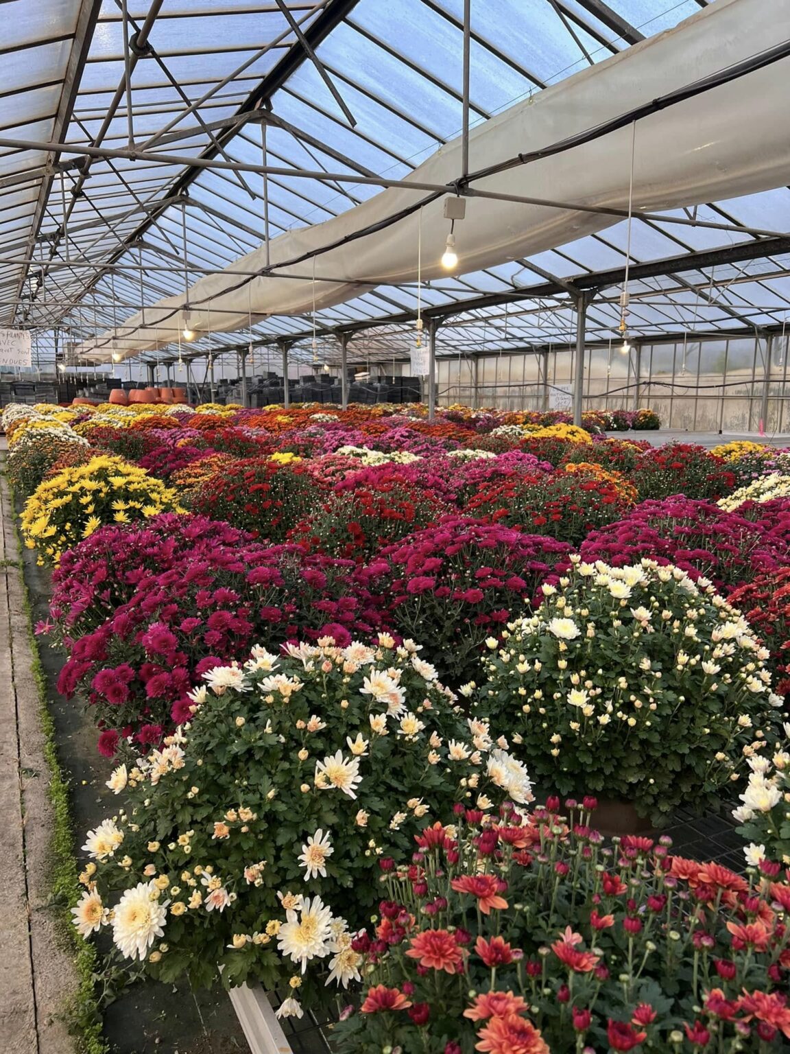 Choix de Chrysanthèmes