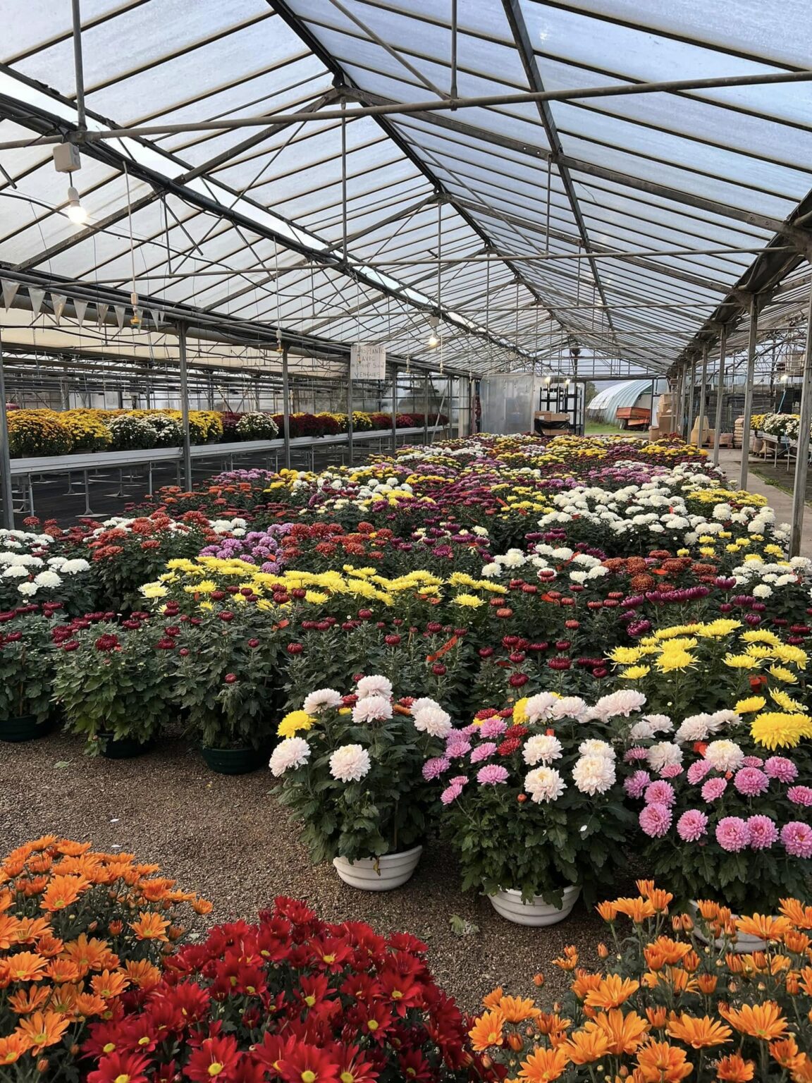 Choix de Chrysanthèmes