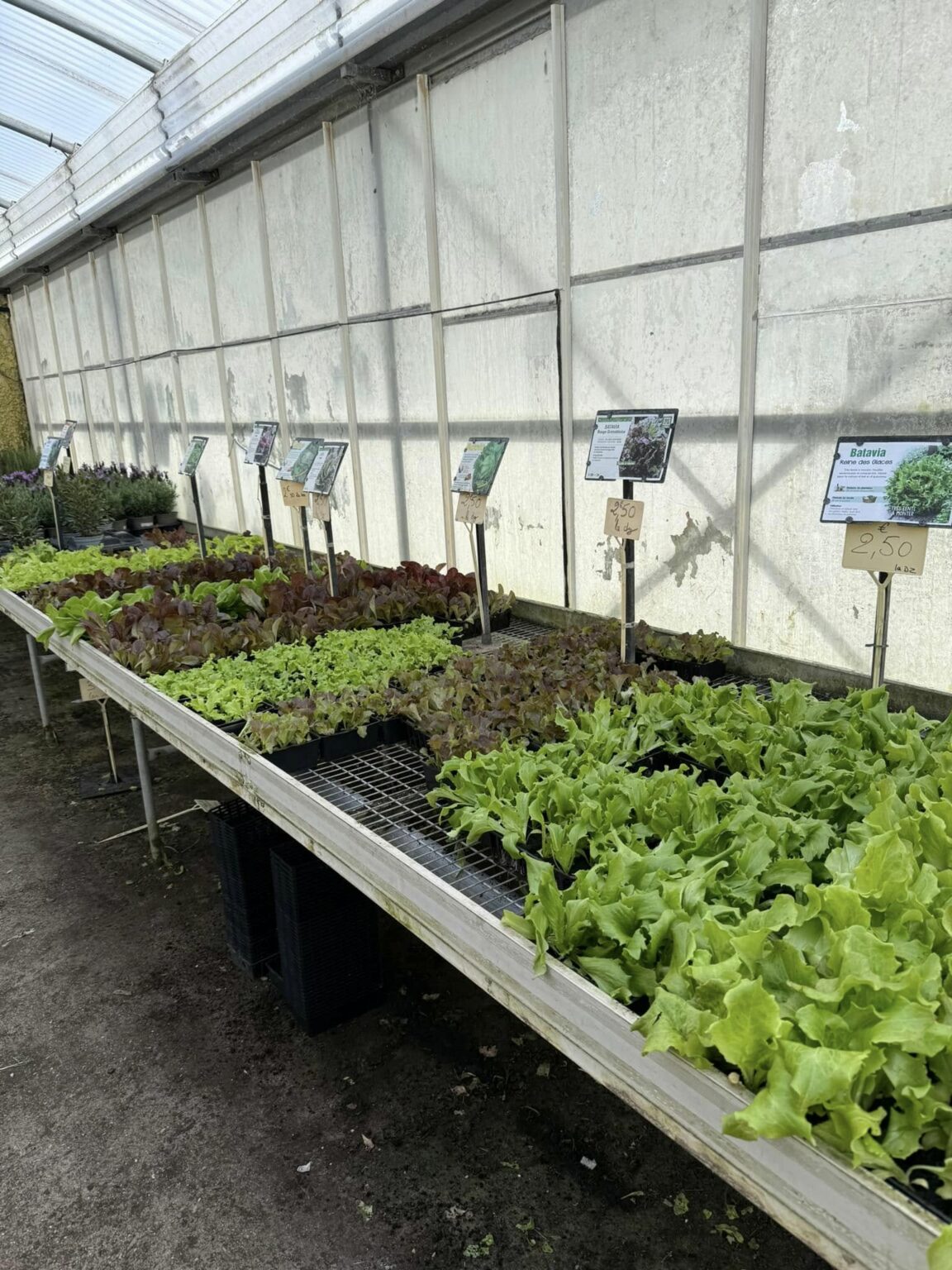 Salades