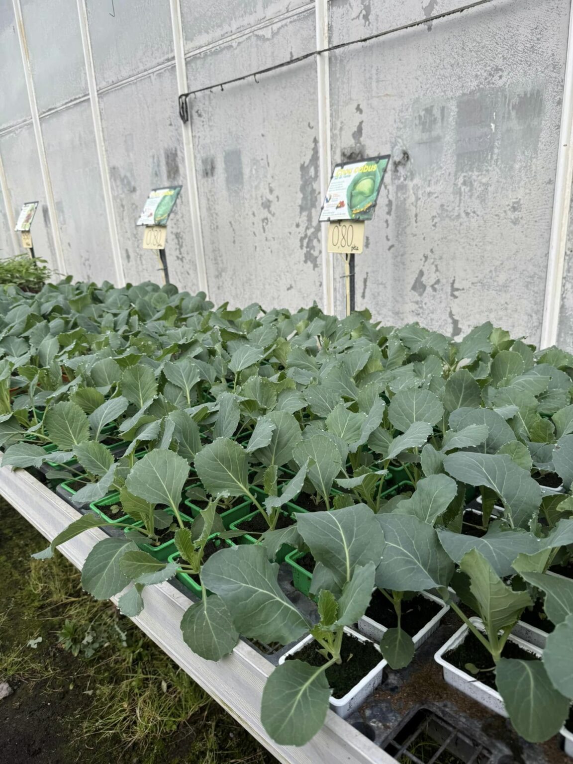 Légumes feuilles