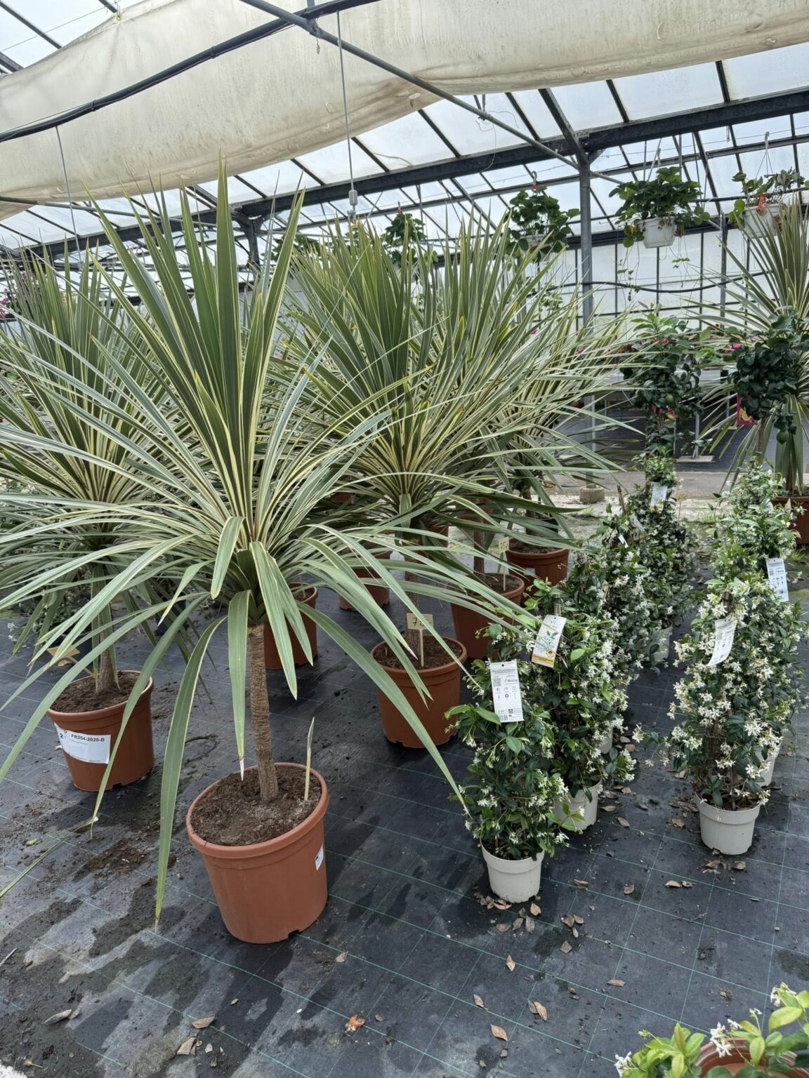 499243787_1101362245346935_6782915876840656426_n