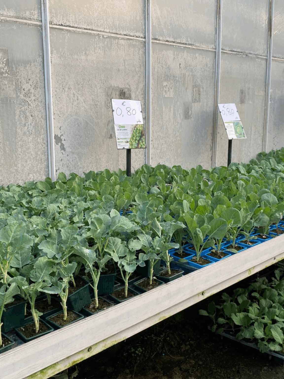Légumes feuilles