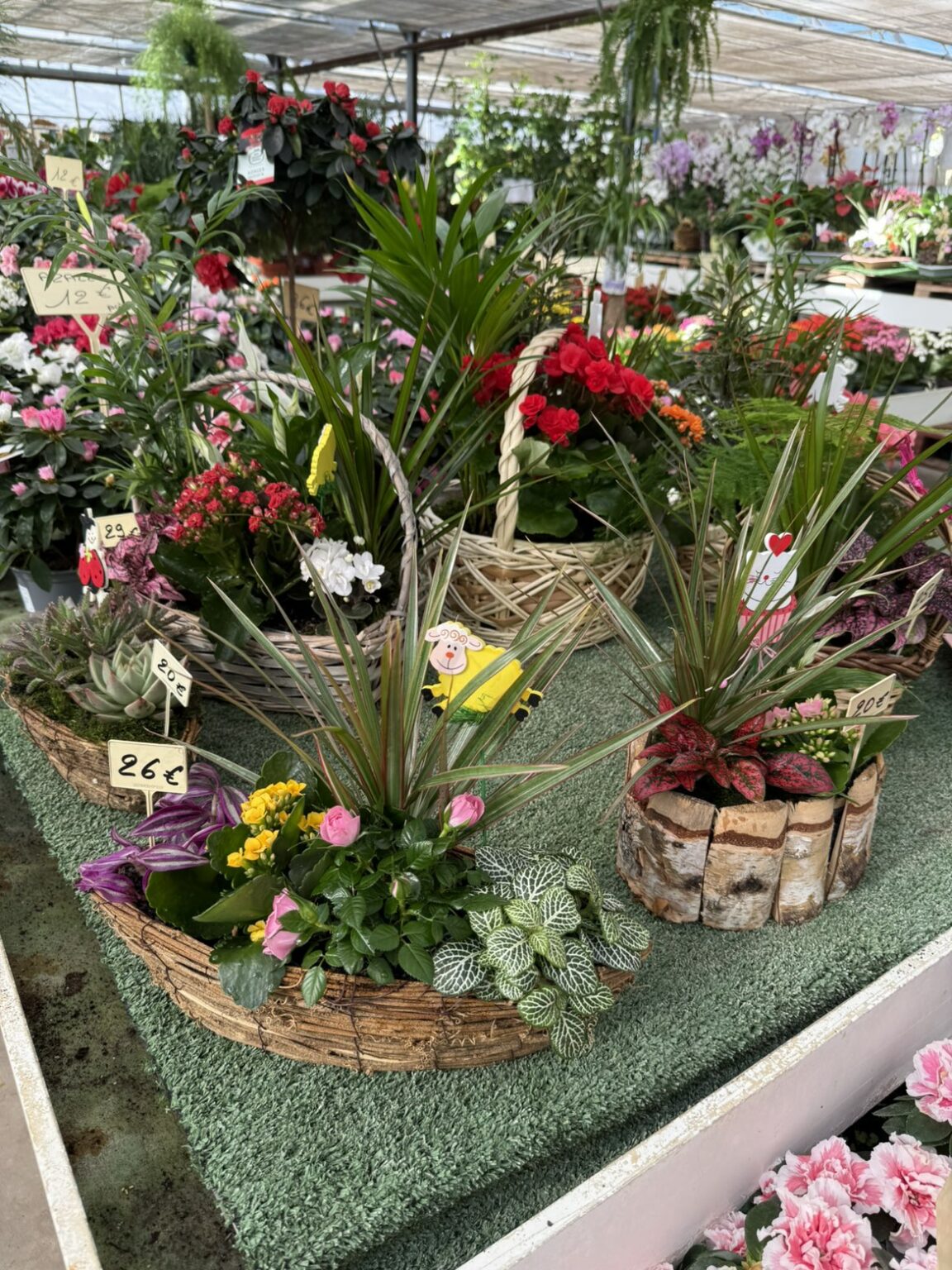 Fleures annuelles