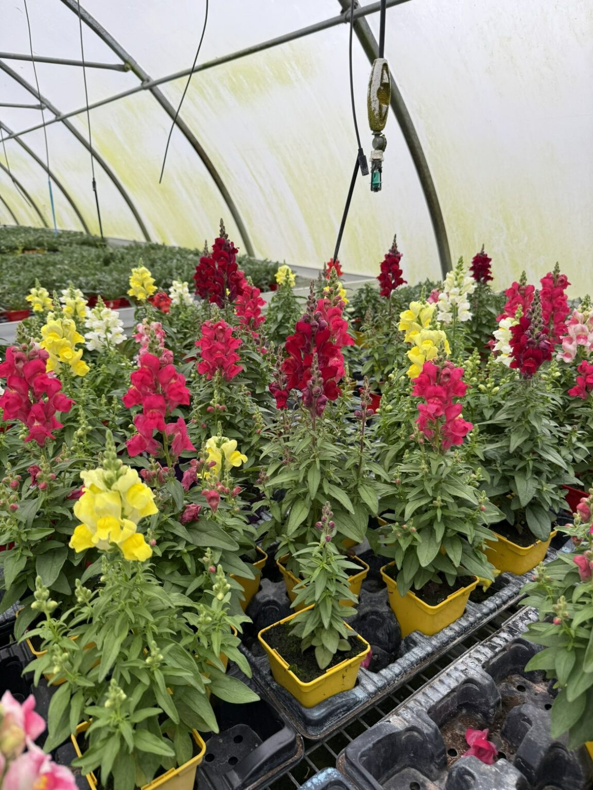 Fleures annuelles