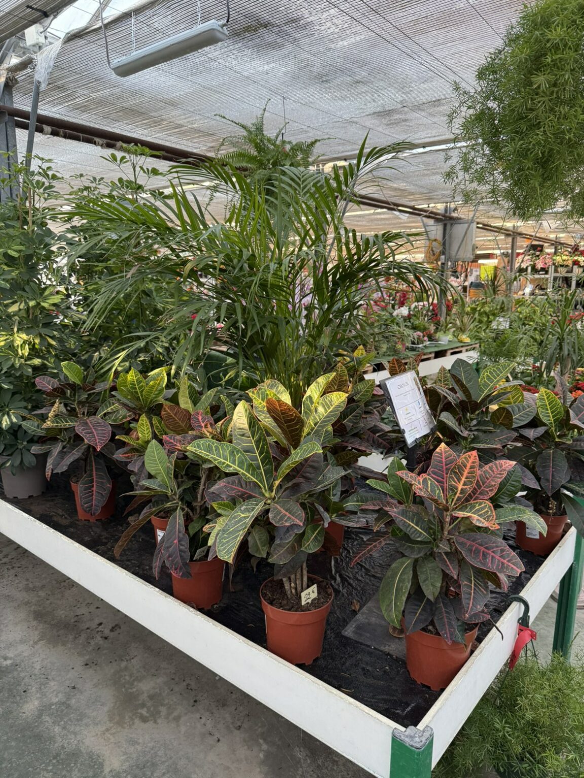 Fleures vivaces