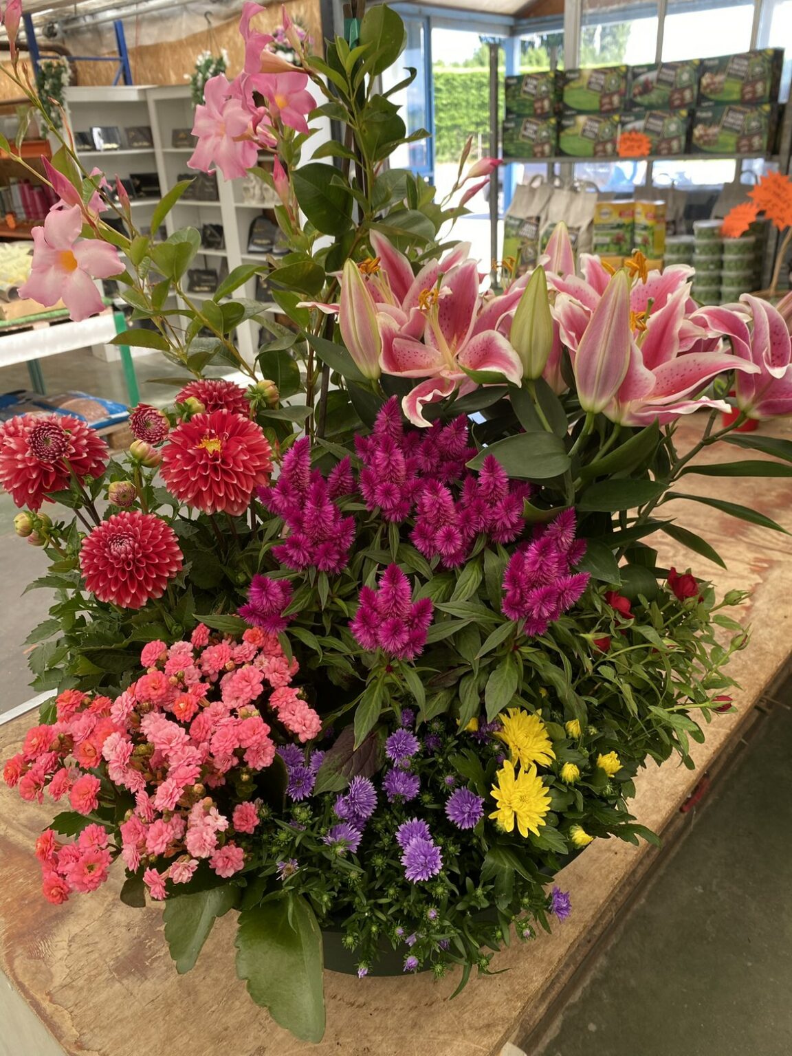 Fleures annuelles