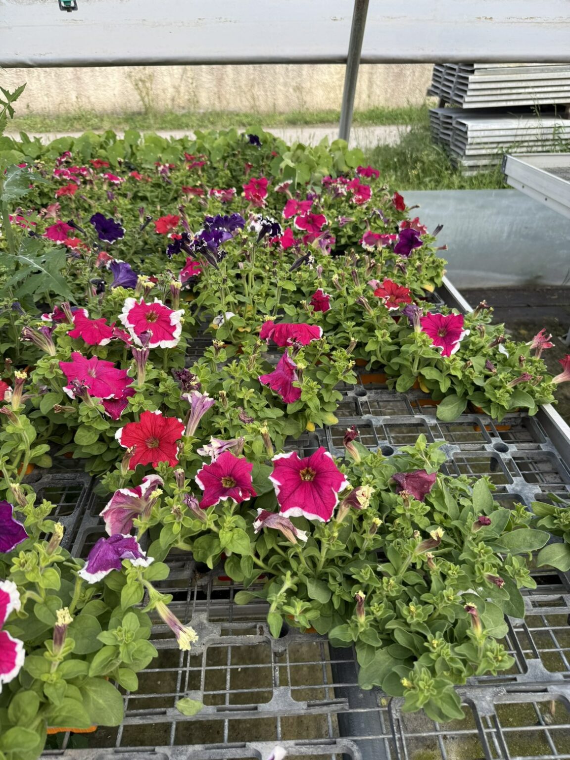 Fleures vivaces