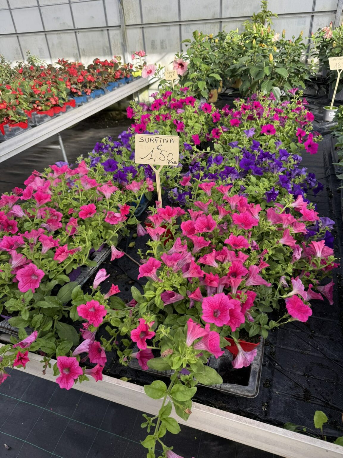 Fleures annuelles