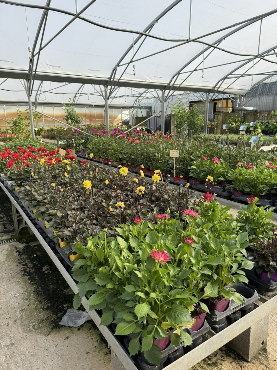 Fleures annuelles