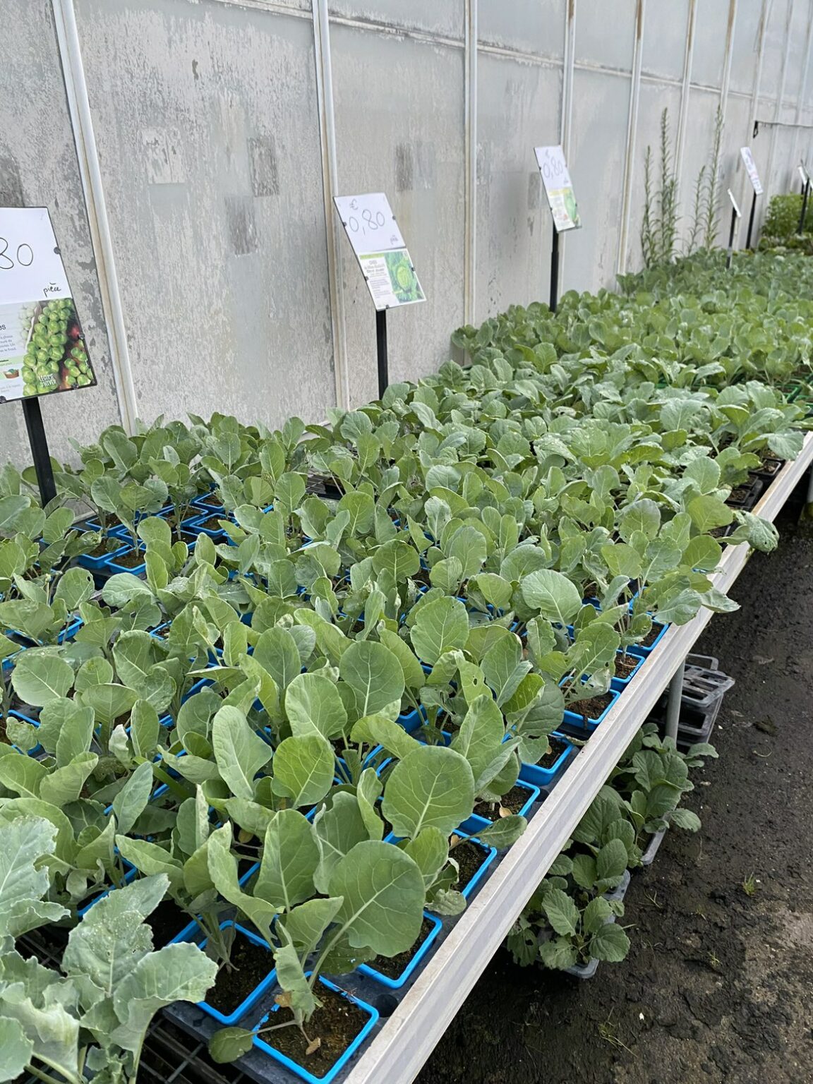 Légumes feuilles