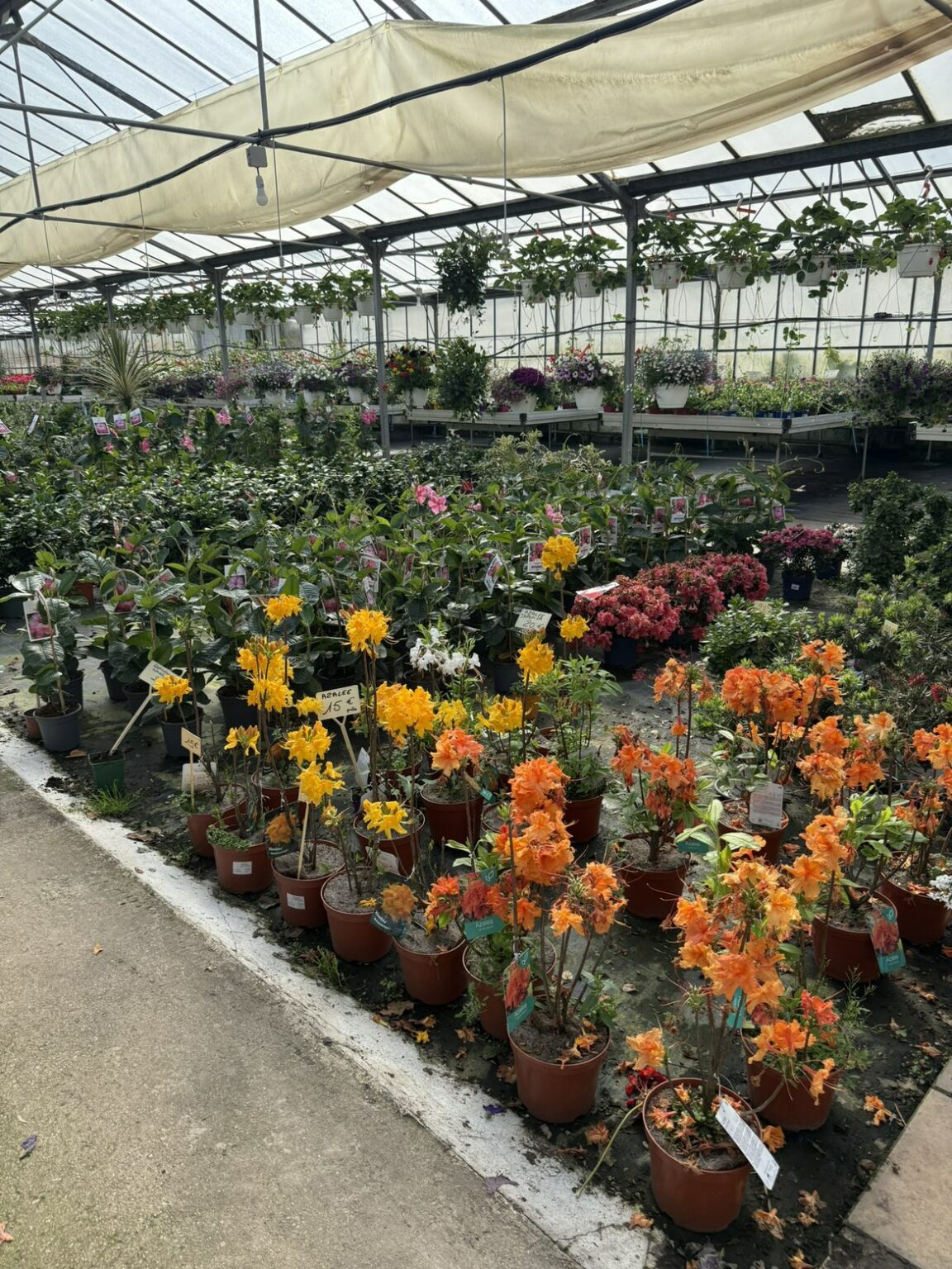 Fleures vivaces