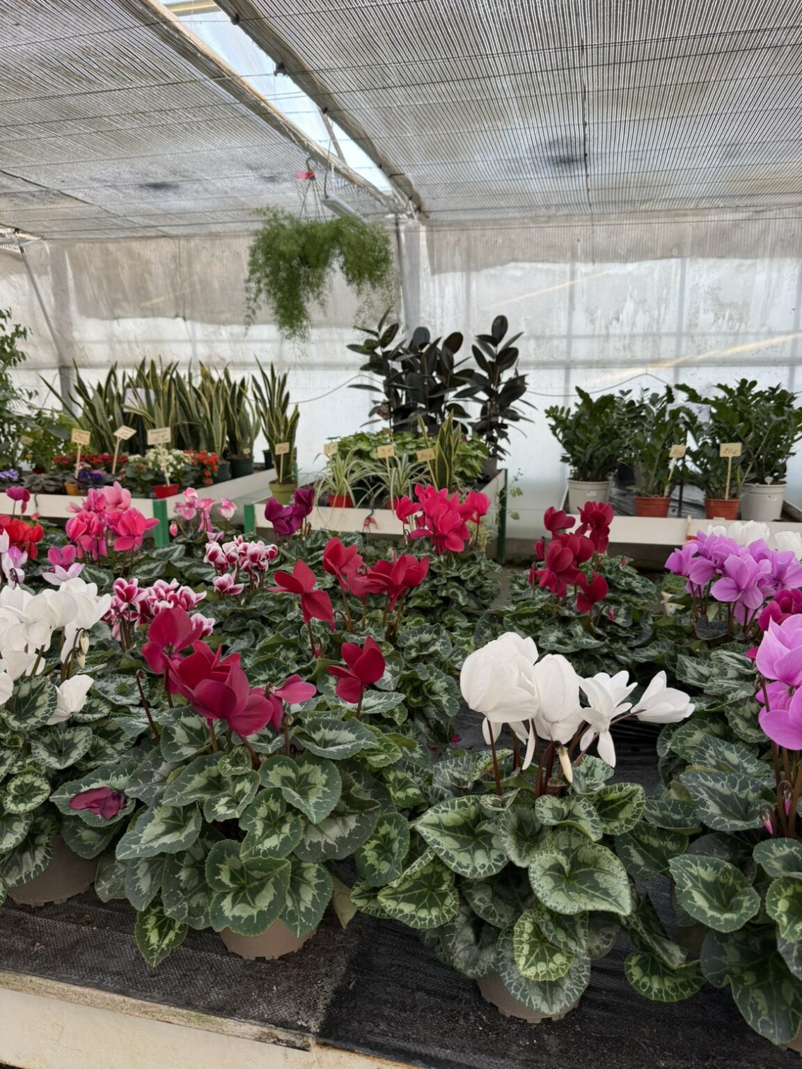 Fleures annuelles
