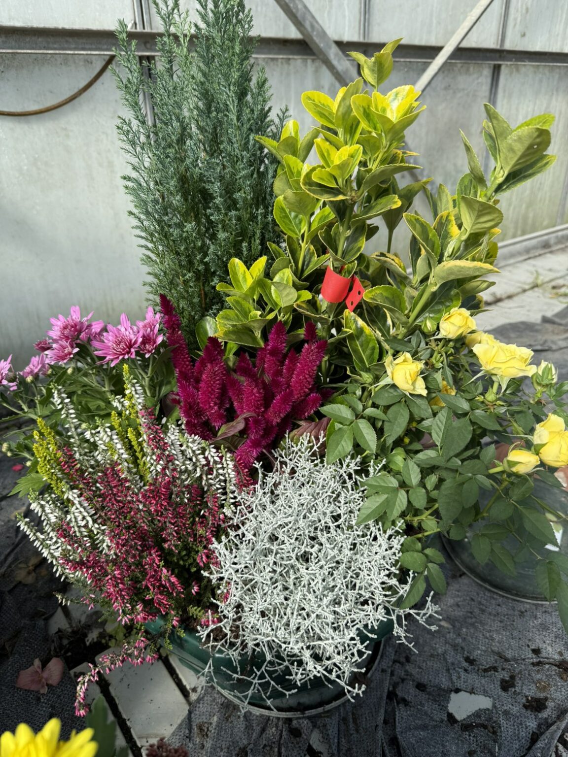 Aromatiques