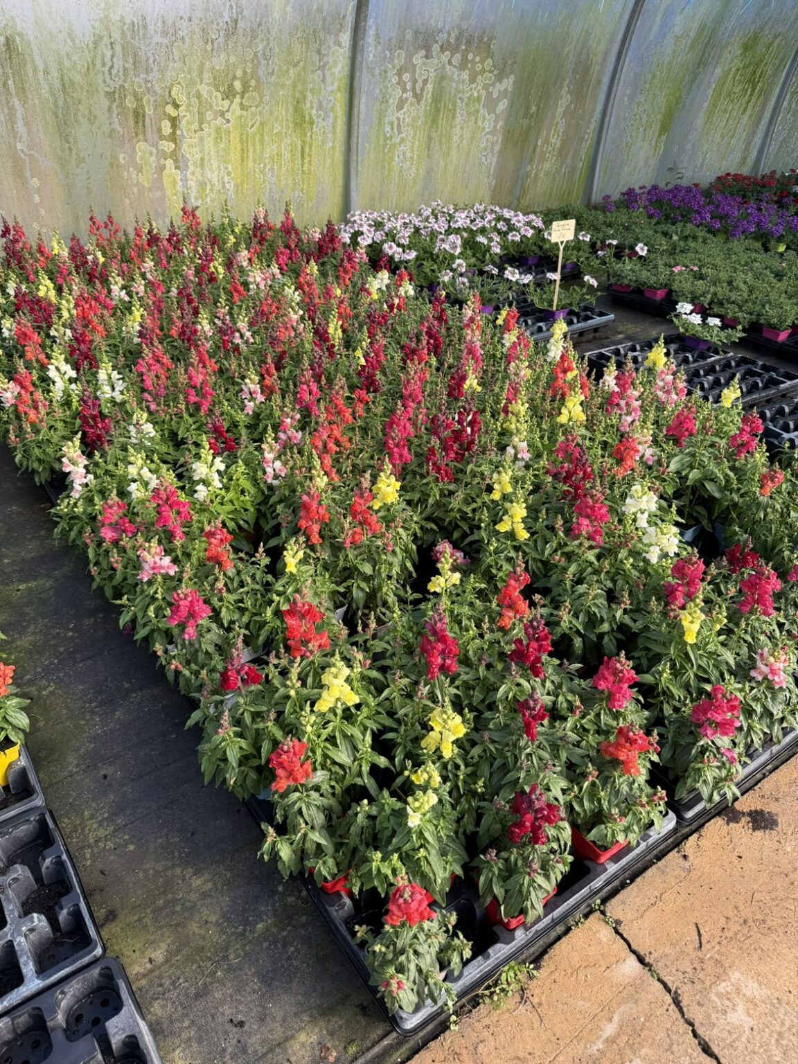 Fleures annuelles