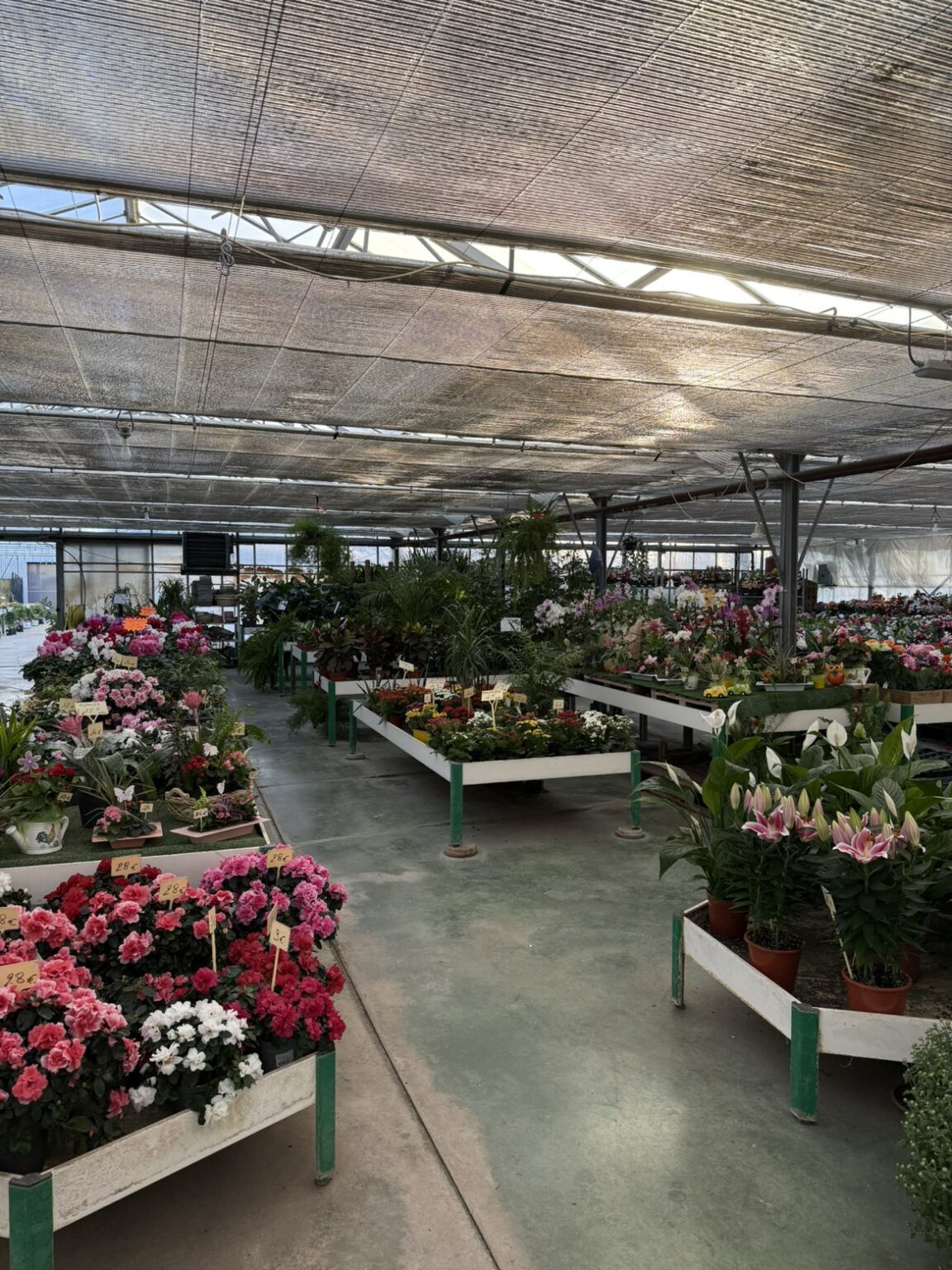 Fleures vivaces