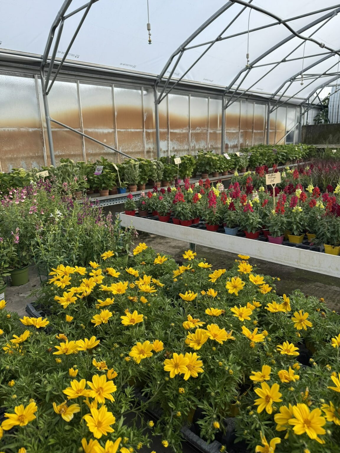 Fleures annuelles