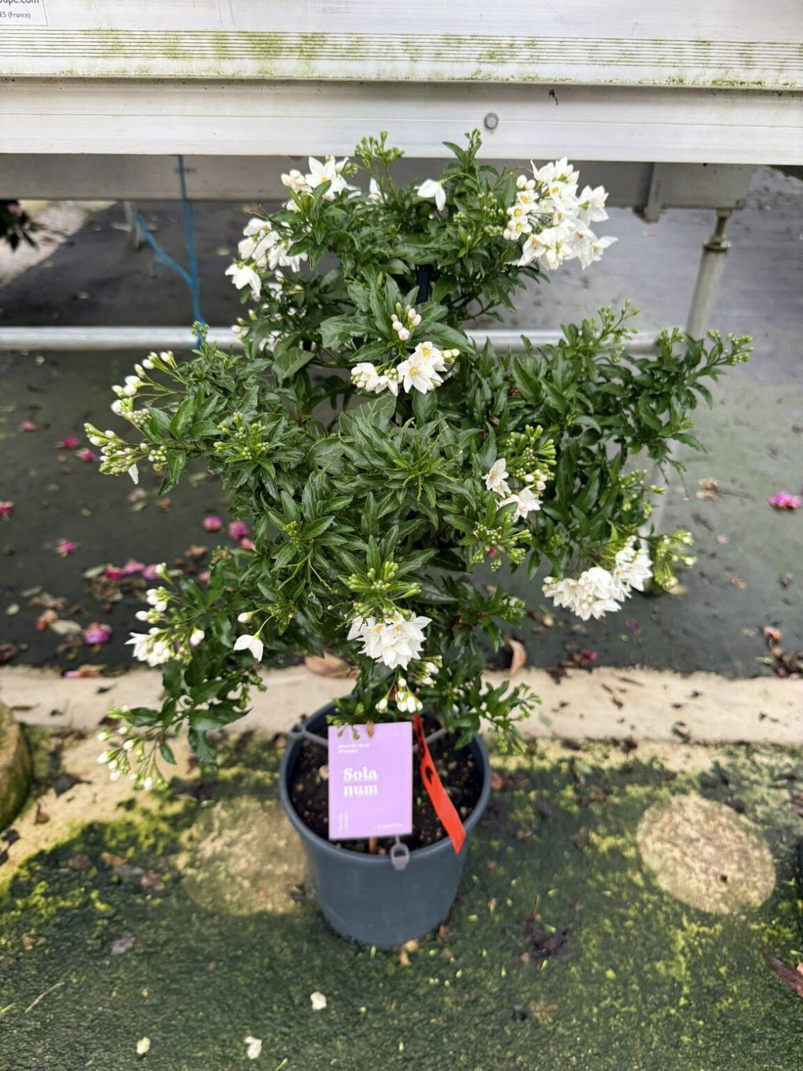 Fleures vivaces