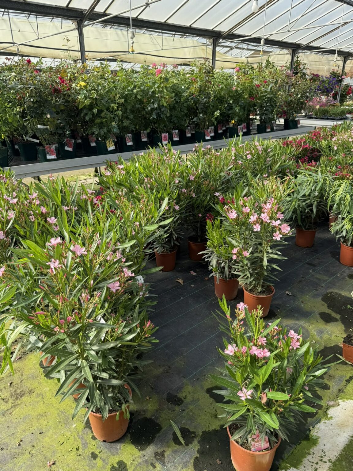 Fleures vivaces