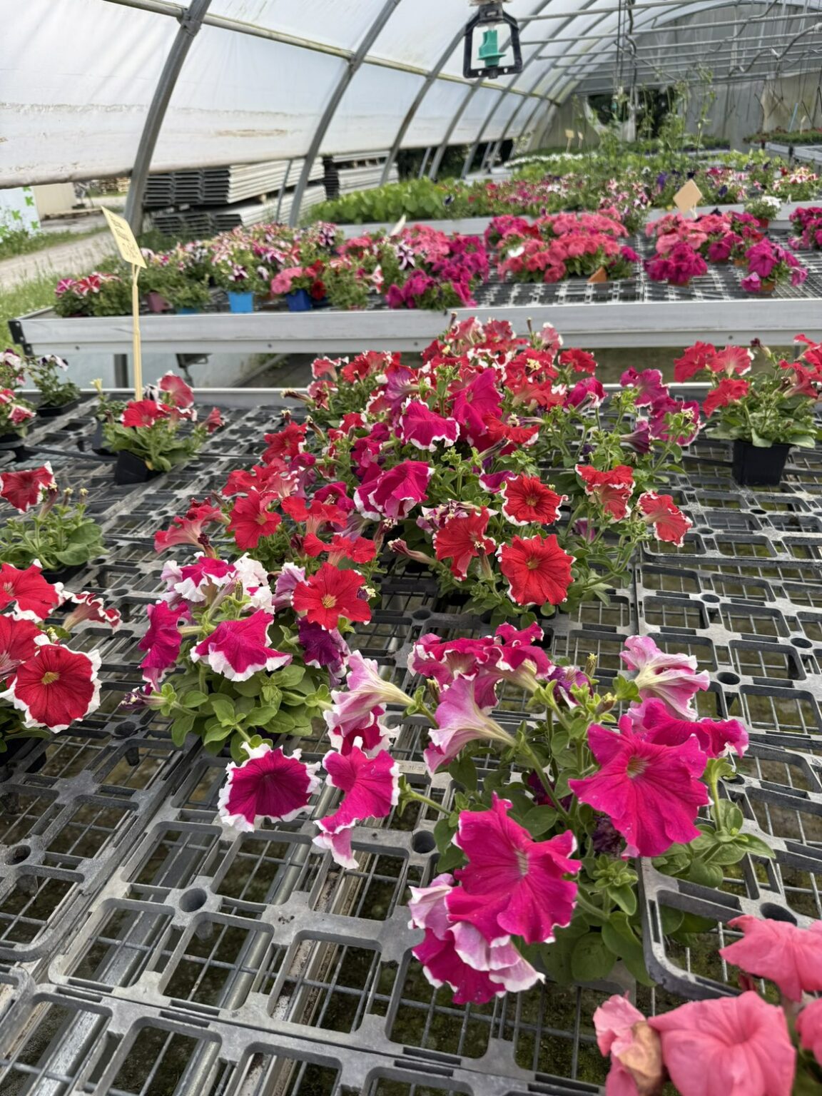 Fleures annuelles