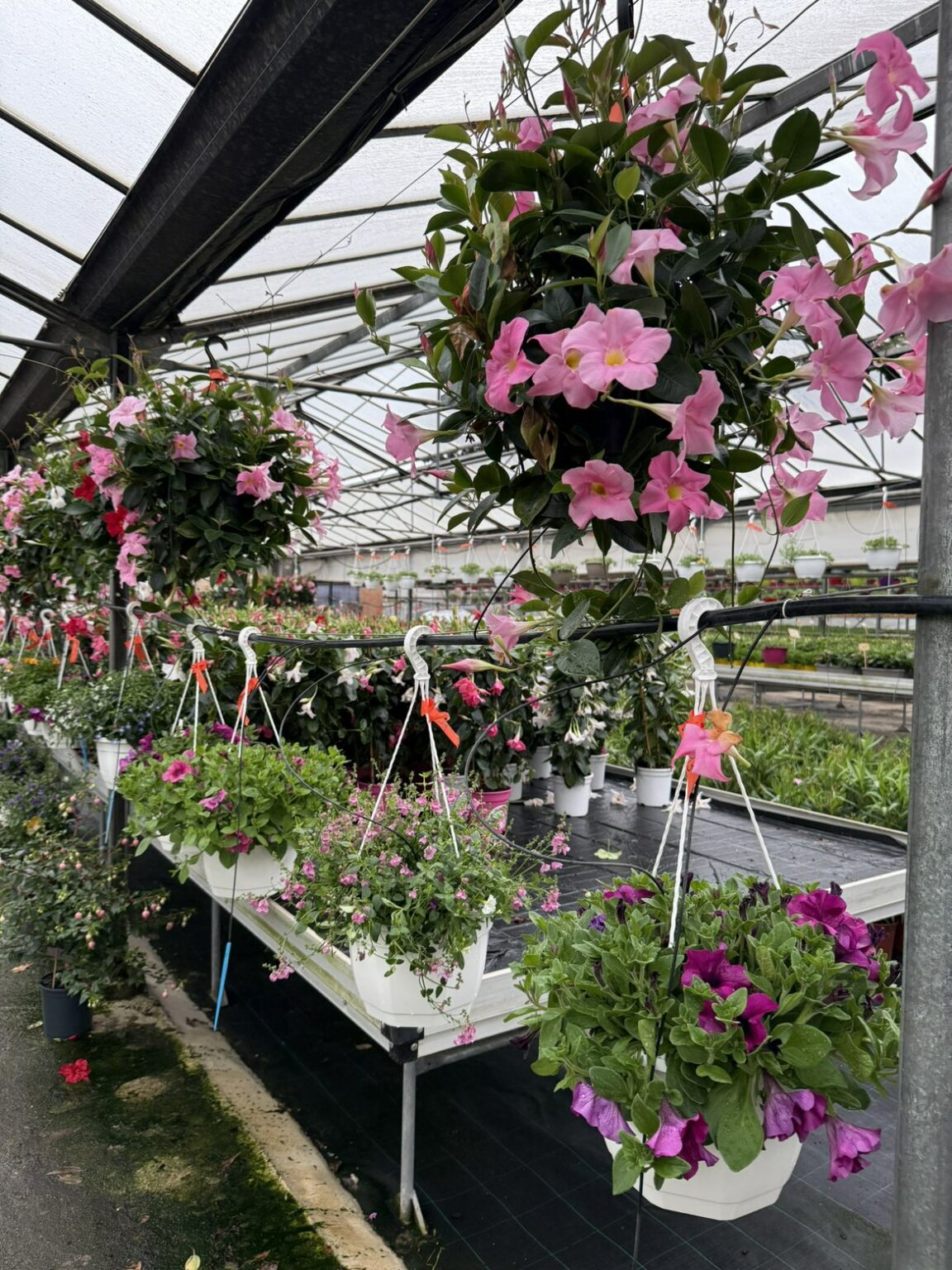 Fleures vivaces