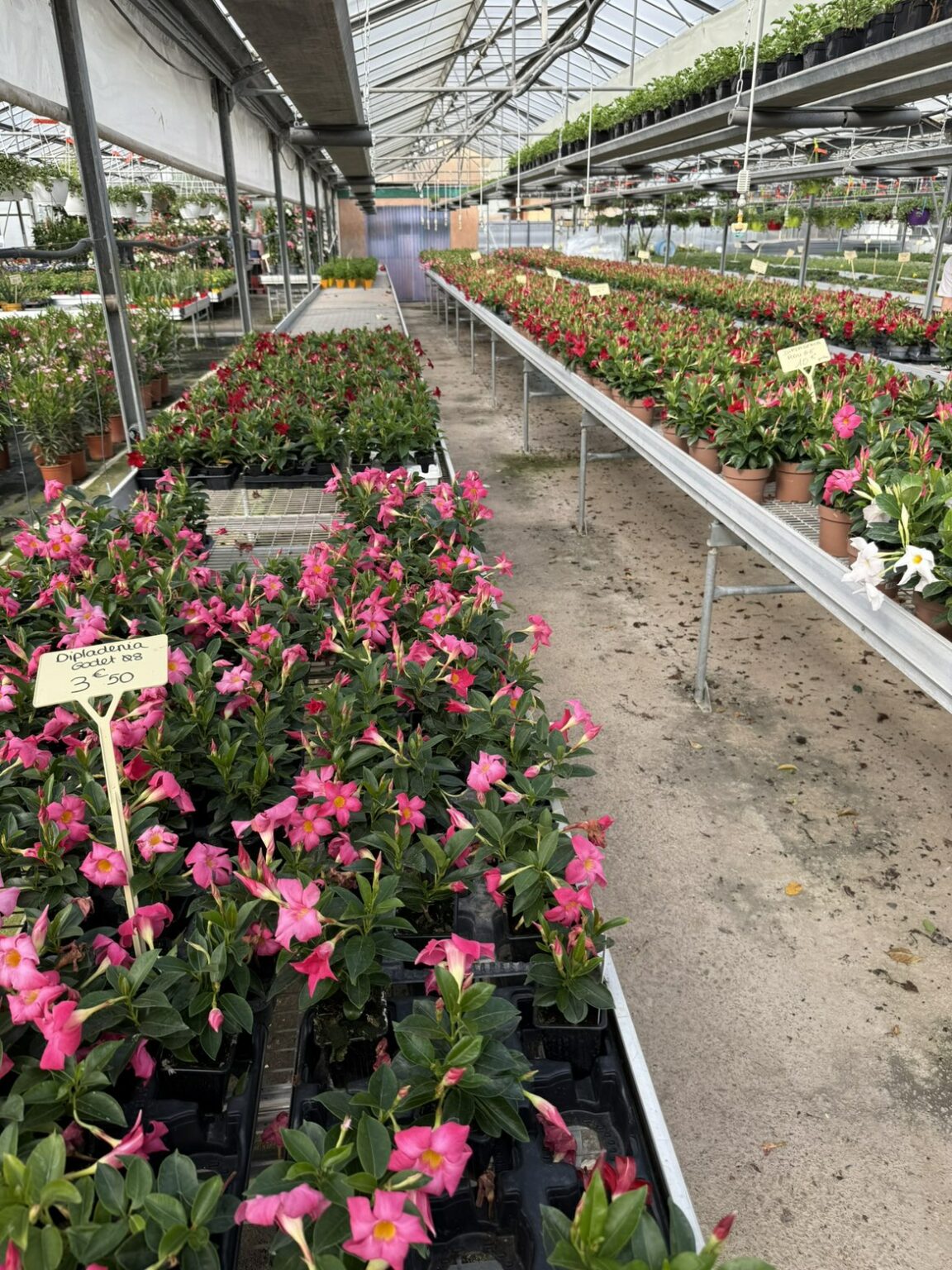 Fleures annuelles