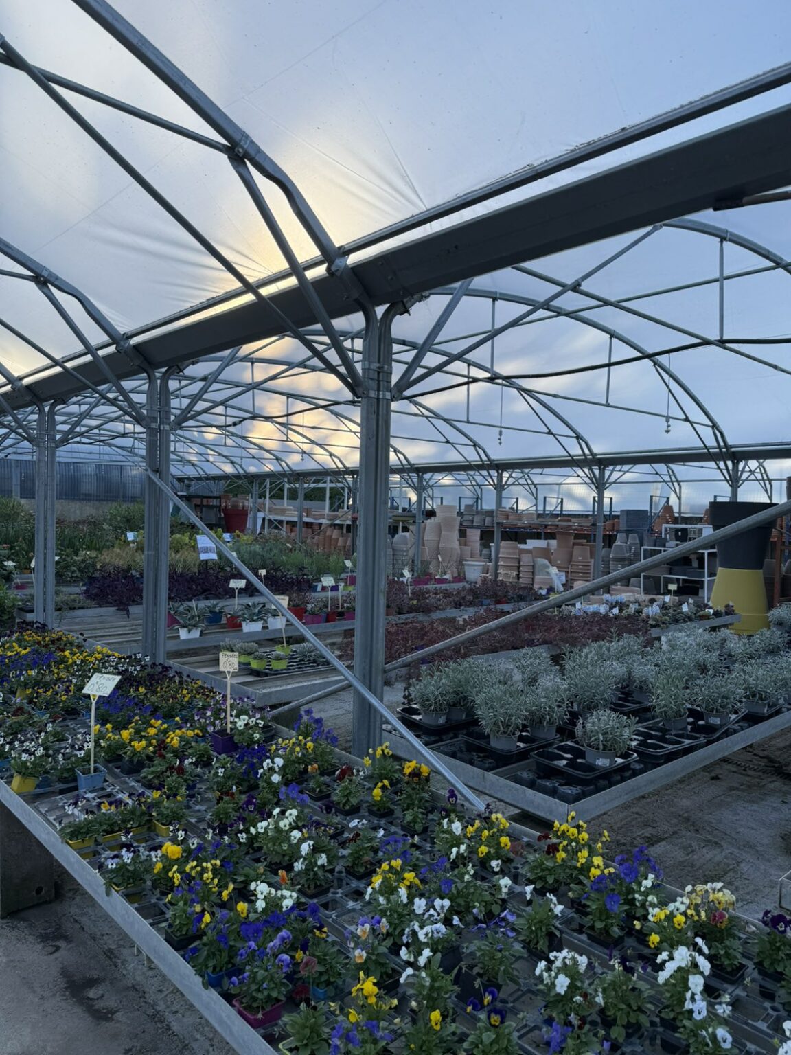 Fleures annuelles