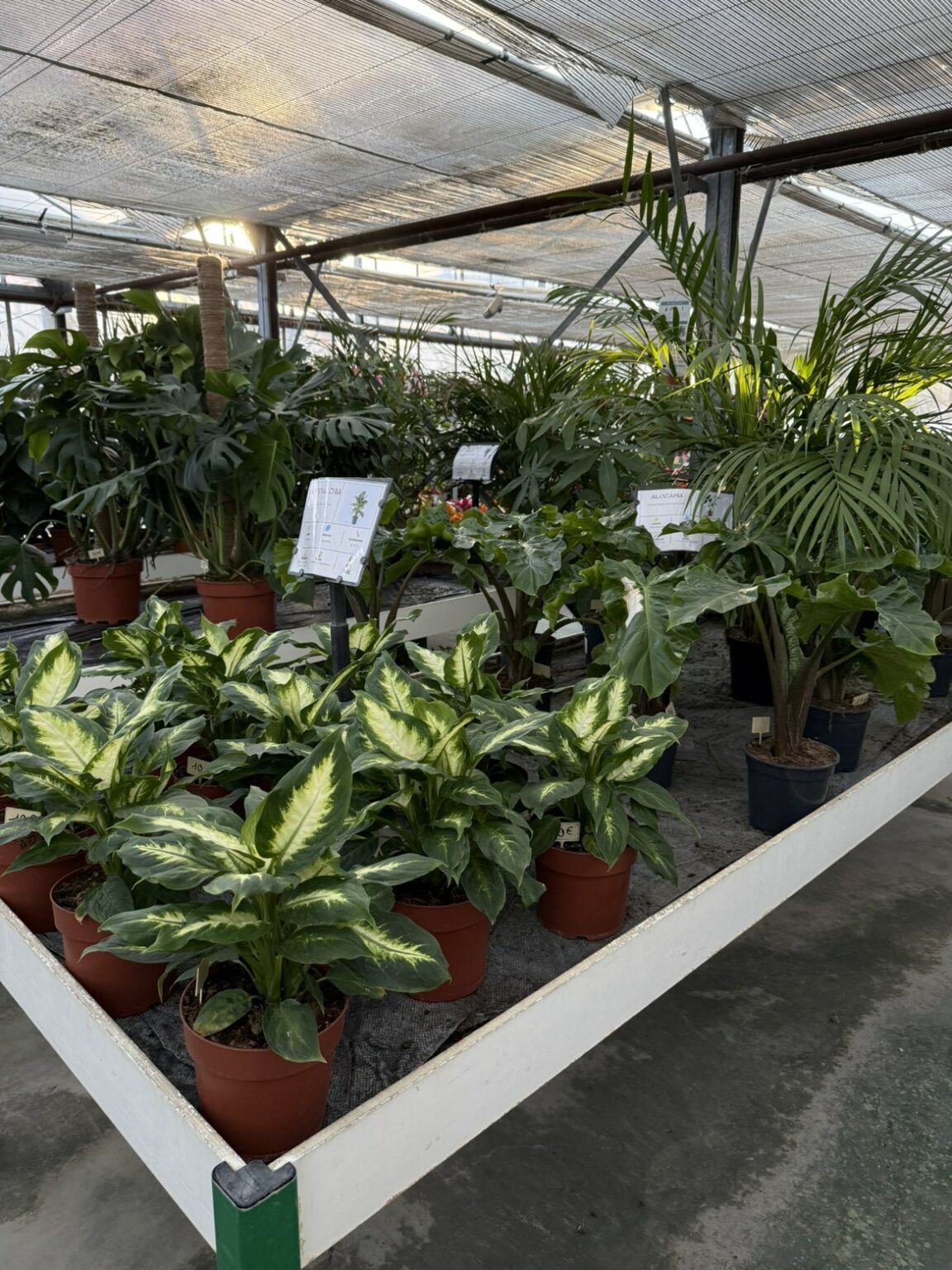 Fleures vivaces