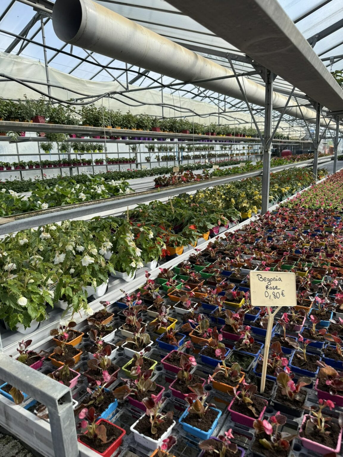 Fleures annuelles