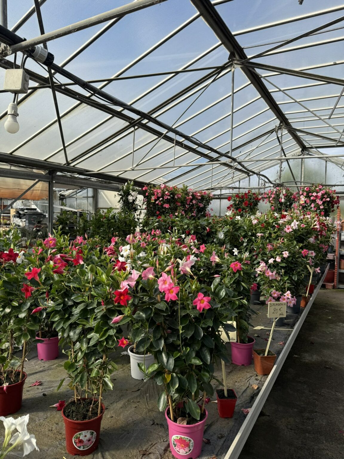 Fleures vivaces