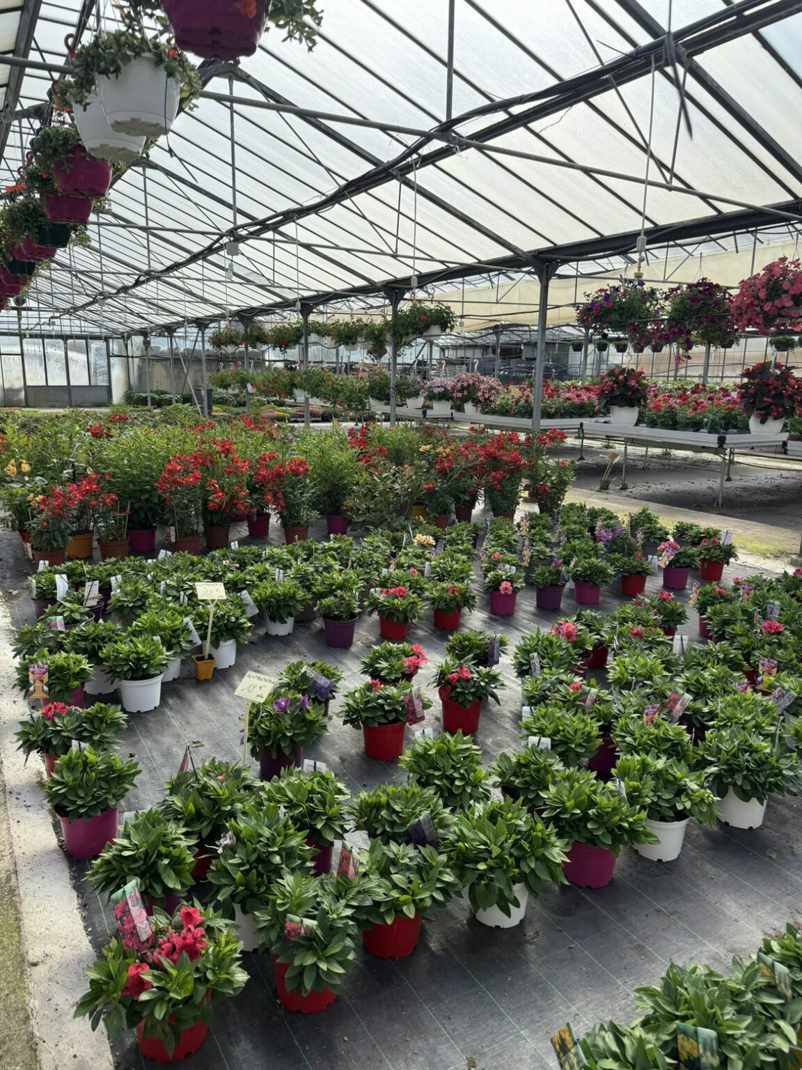 Fleures annuelles