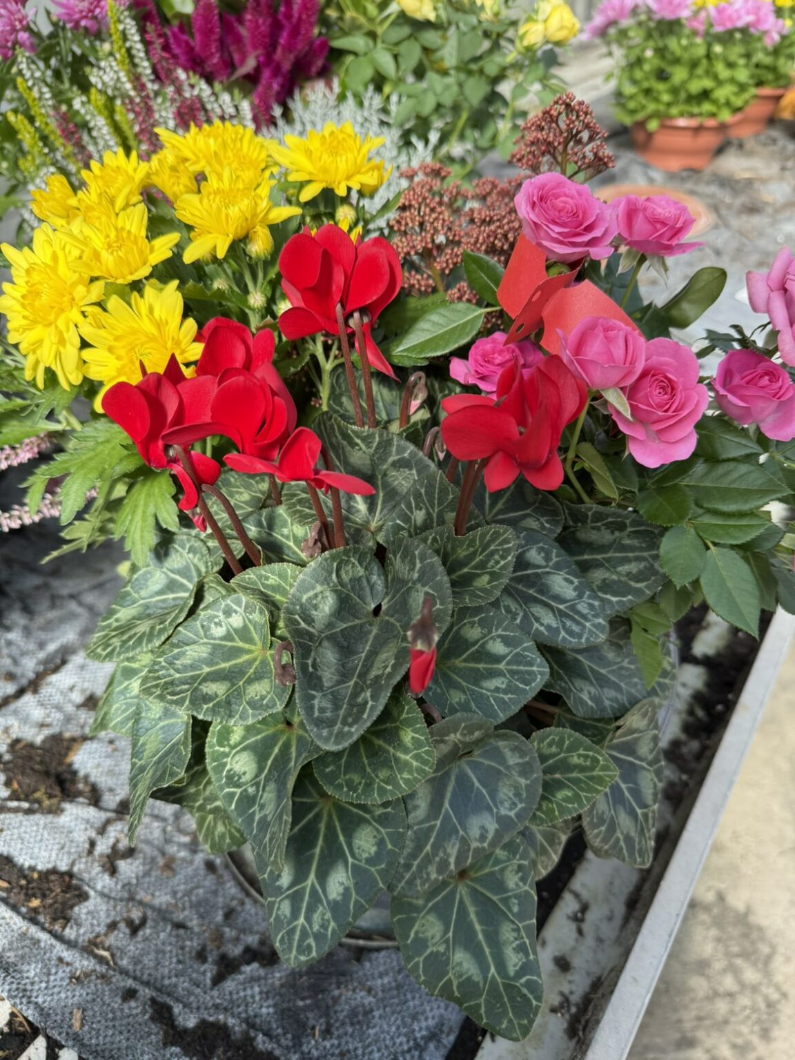 Fleures vivaces