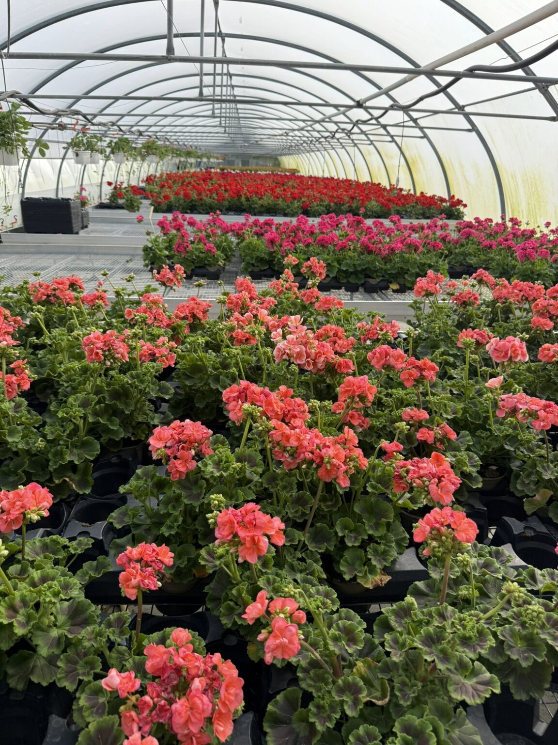 Fleures annuelles