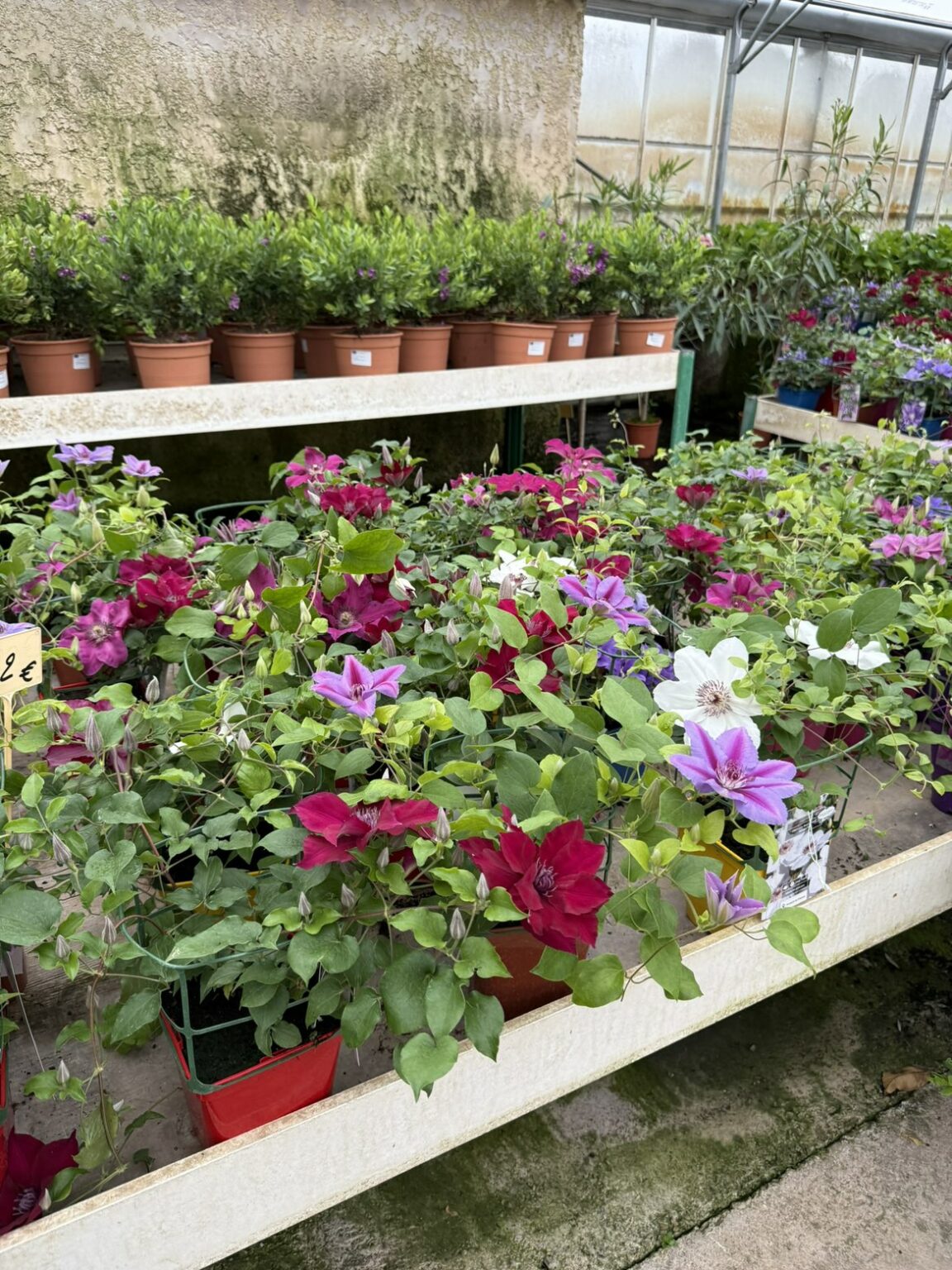 Fleures vivaces