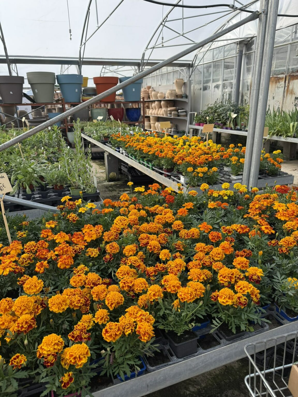 Fleures annuelles