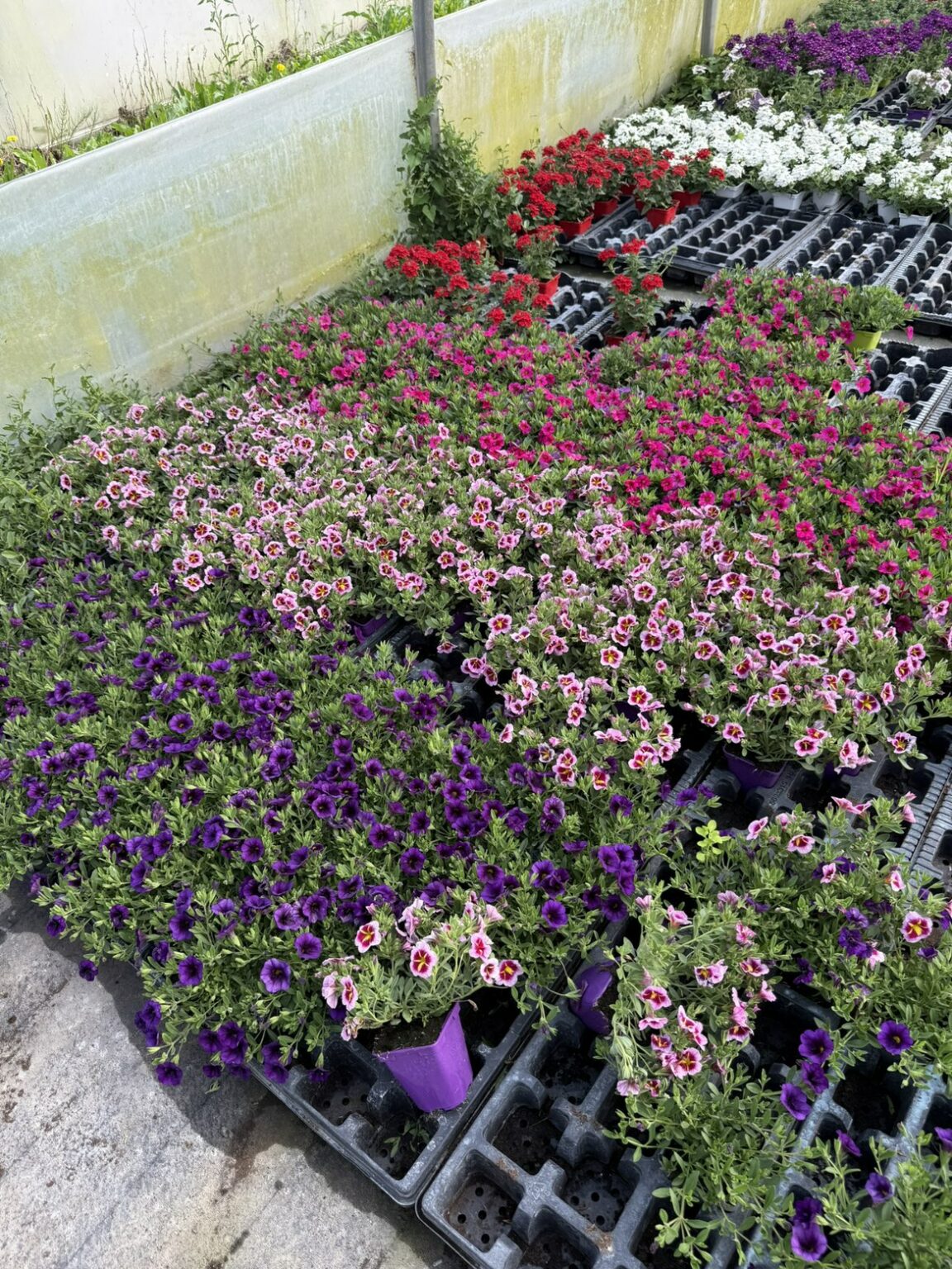 Fleures annuelles