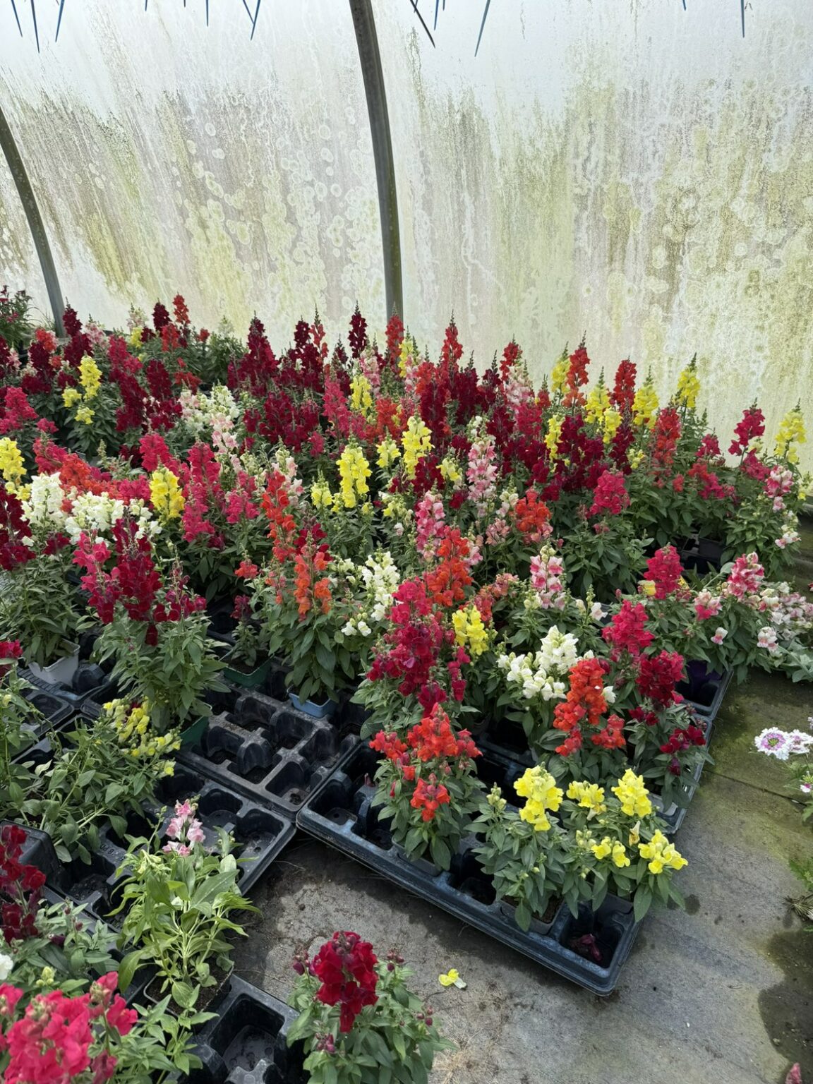 Fleures vivaces