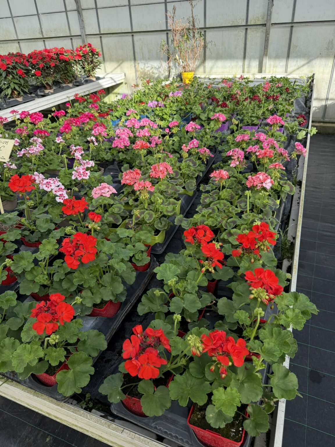 Fleures annuelles
