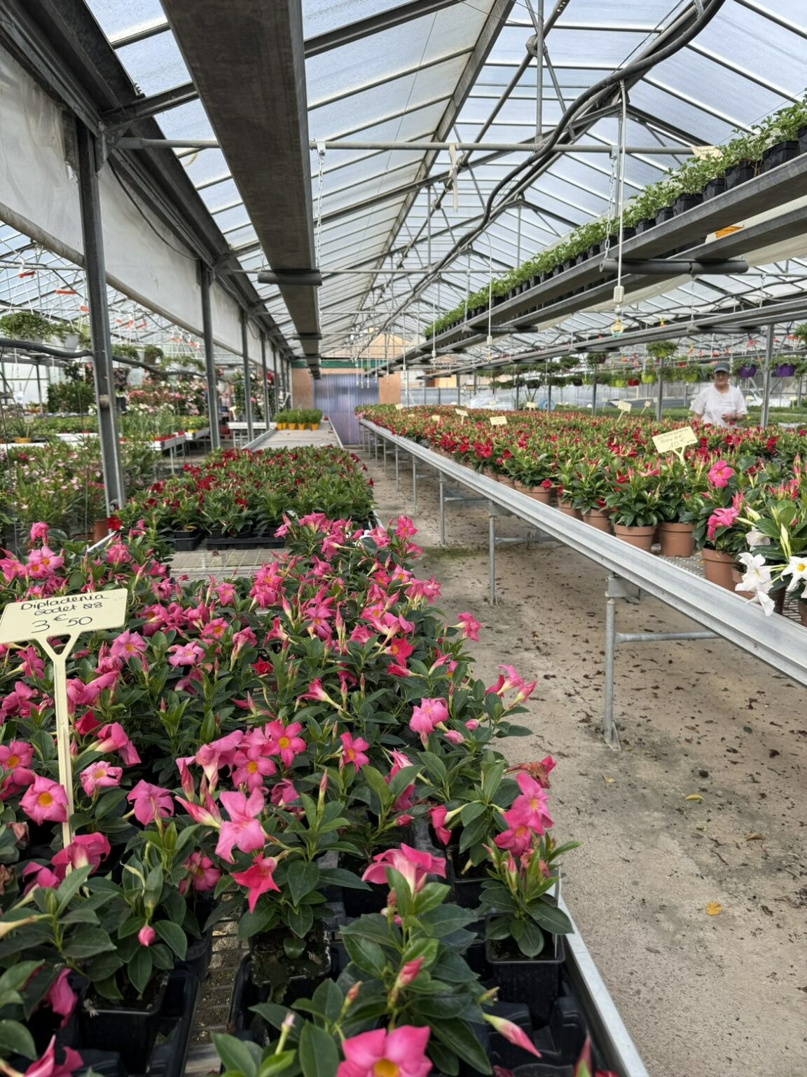 Fleures vivaces