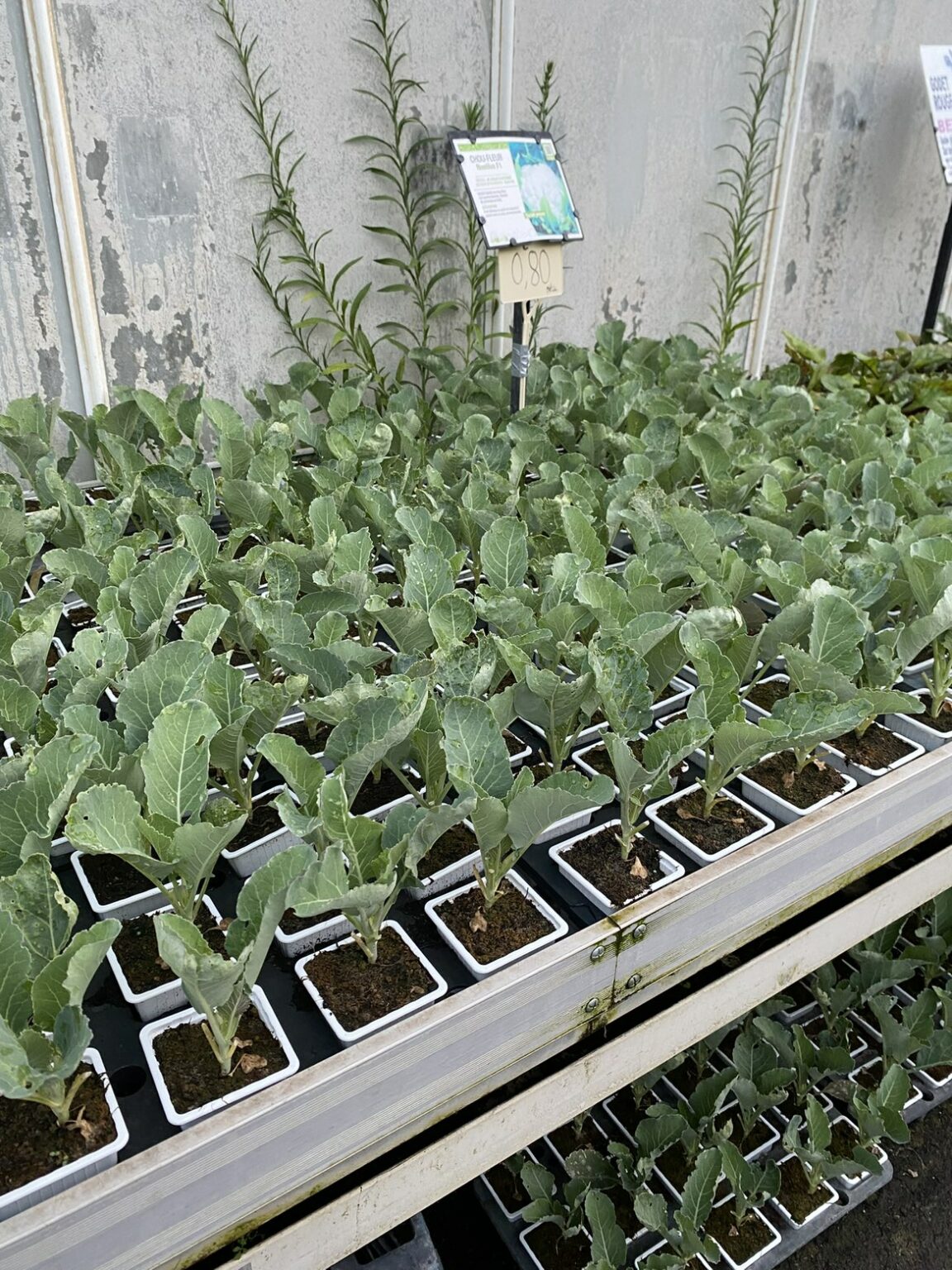 Légumes feuilles