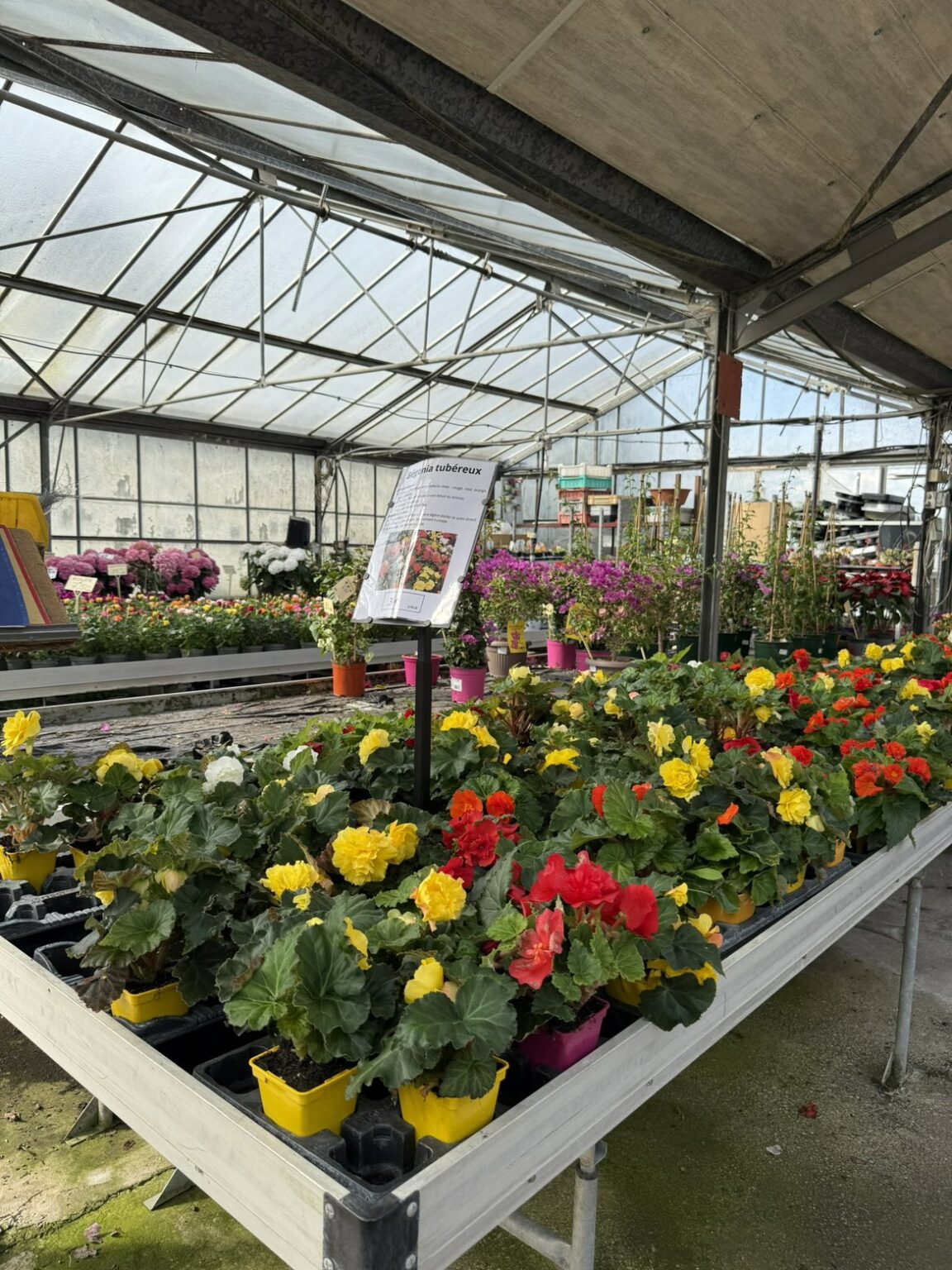 Fleures annuelles